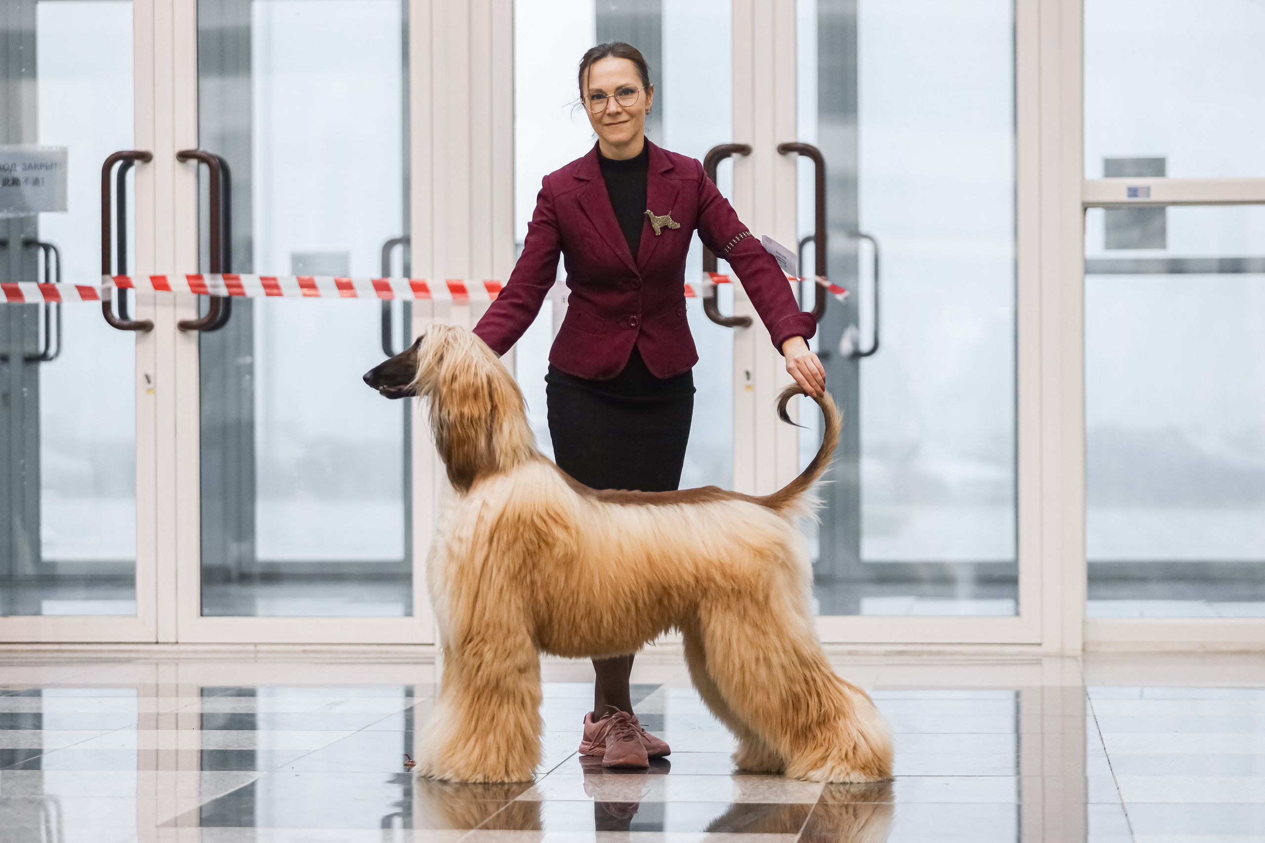 Международная выставка собак СACIB FCI 29-30.11.2025. Галерея фотографий афганской борзой