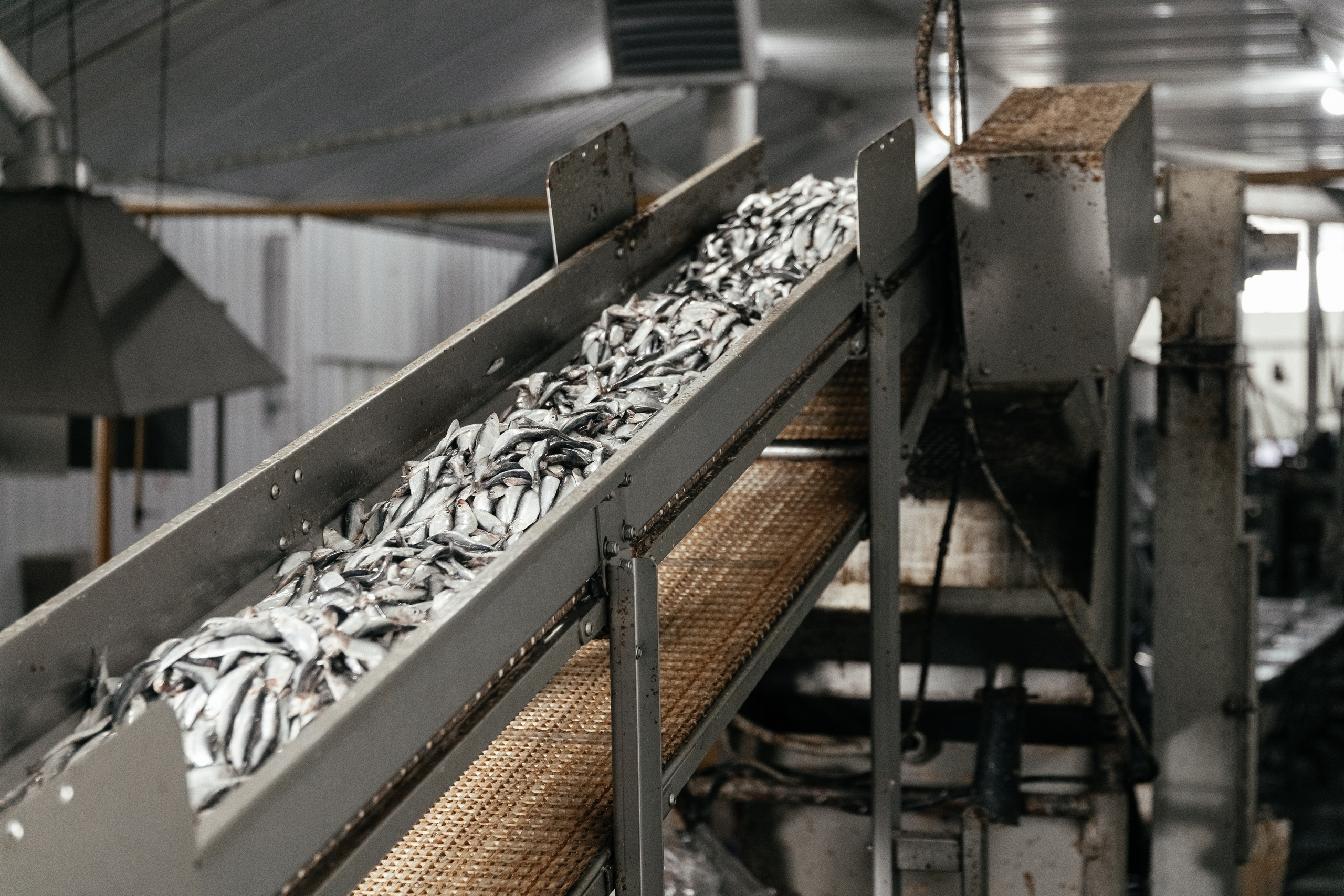 Консервный Завод. Фотограф Ставрополь Петр Голубенко