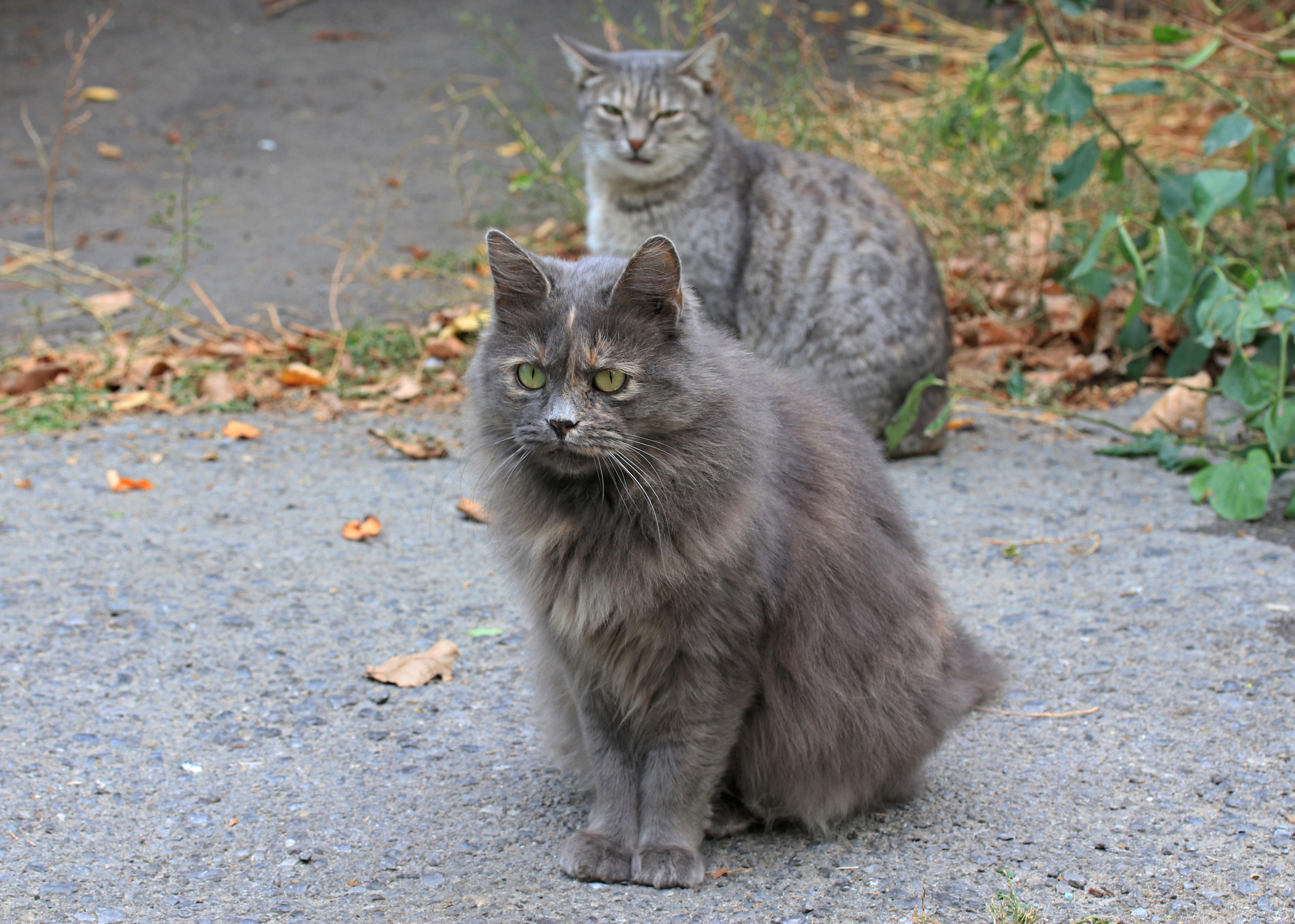 Домашние животные-Кошки. Фото-художник и Репортажный фотограф Николаев Александр Алексеевич