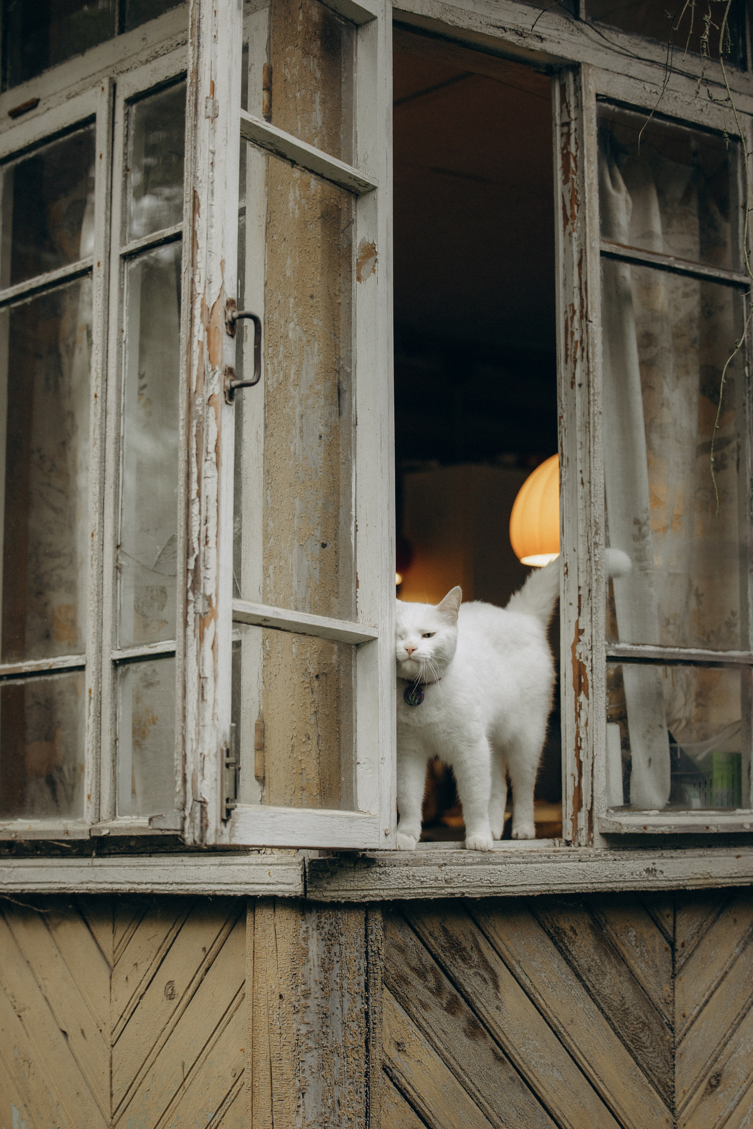 Настасья и кот Шалфей. Фотограф анималист в Казани Алина Сулейманова. Фотограф животных
