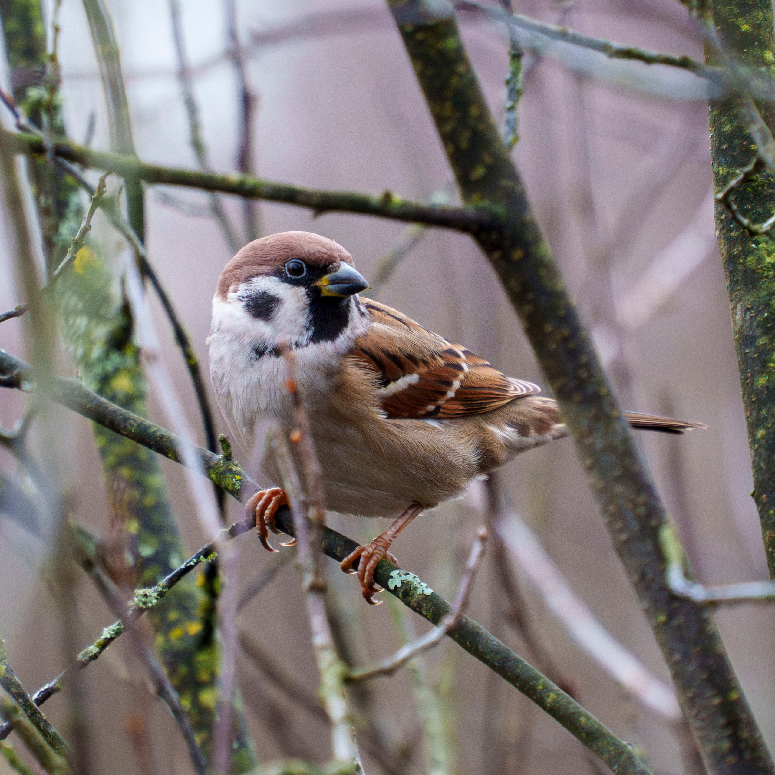 Animals — Животные