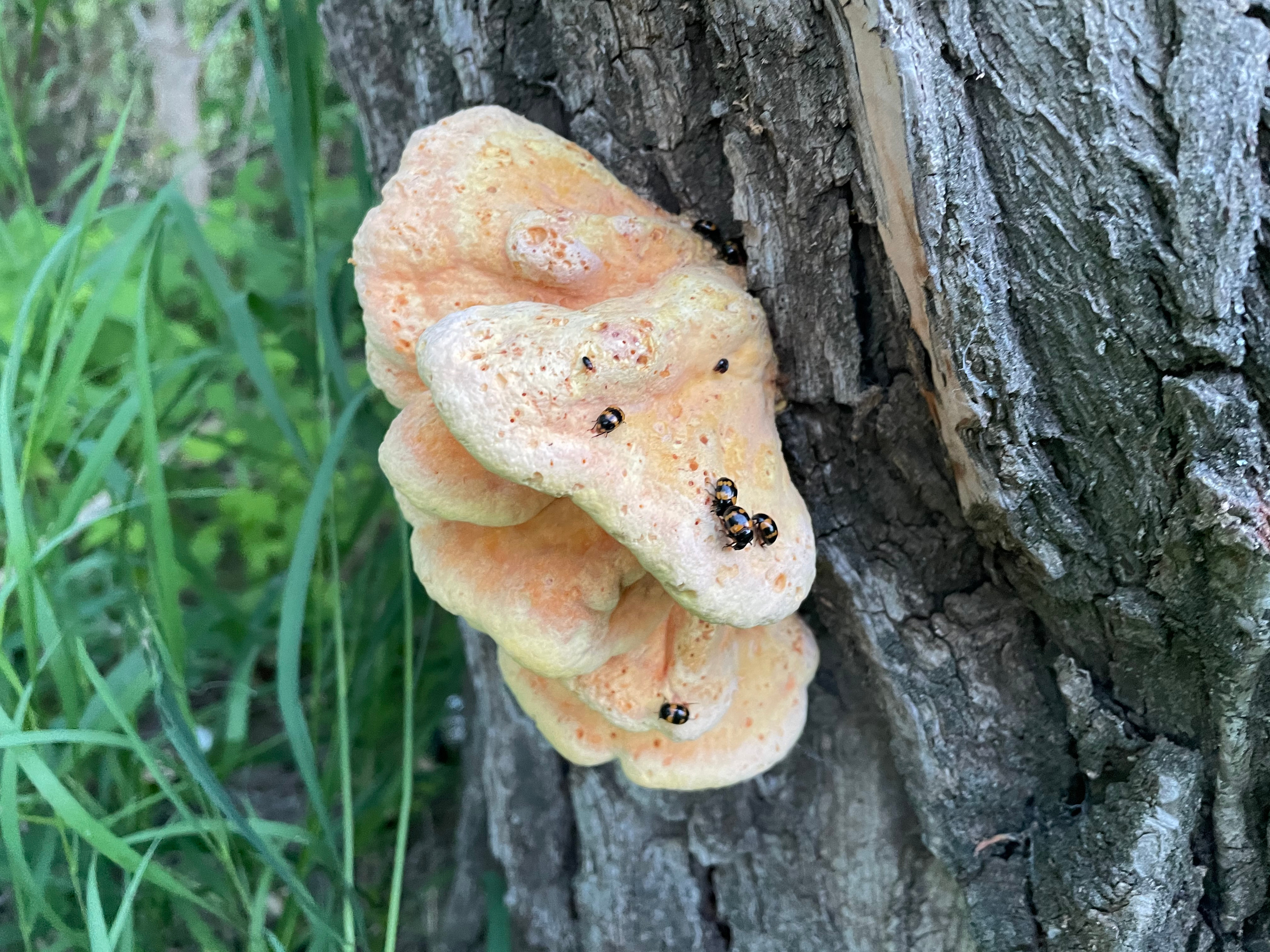 12 230 Удав Гриб. ВИЗУАЛЬНЫЕ И ЗВУКОВЫЕ РЕШЕНИЯ ДЛЯ БИЗНЕСА И СЪЁМОК ТЕЛЕТЕЛА