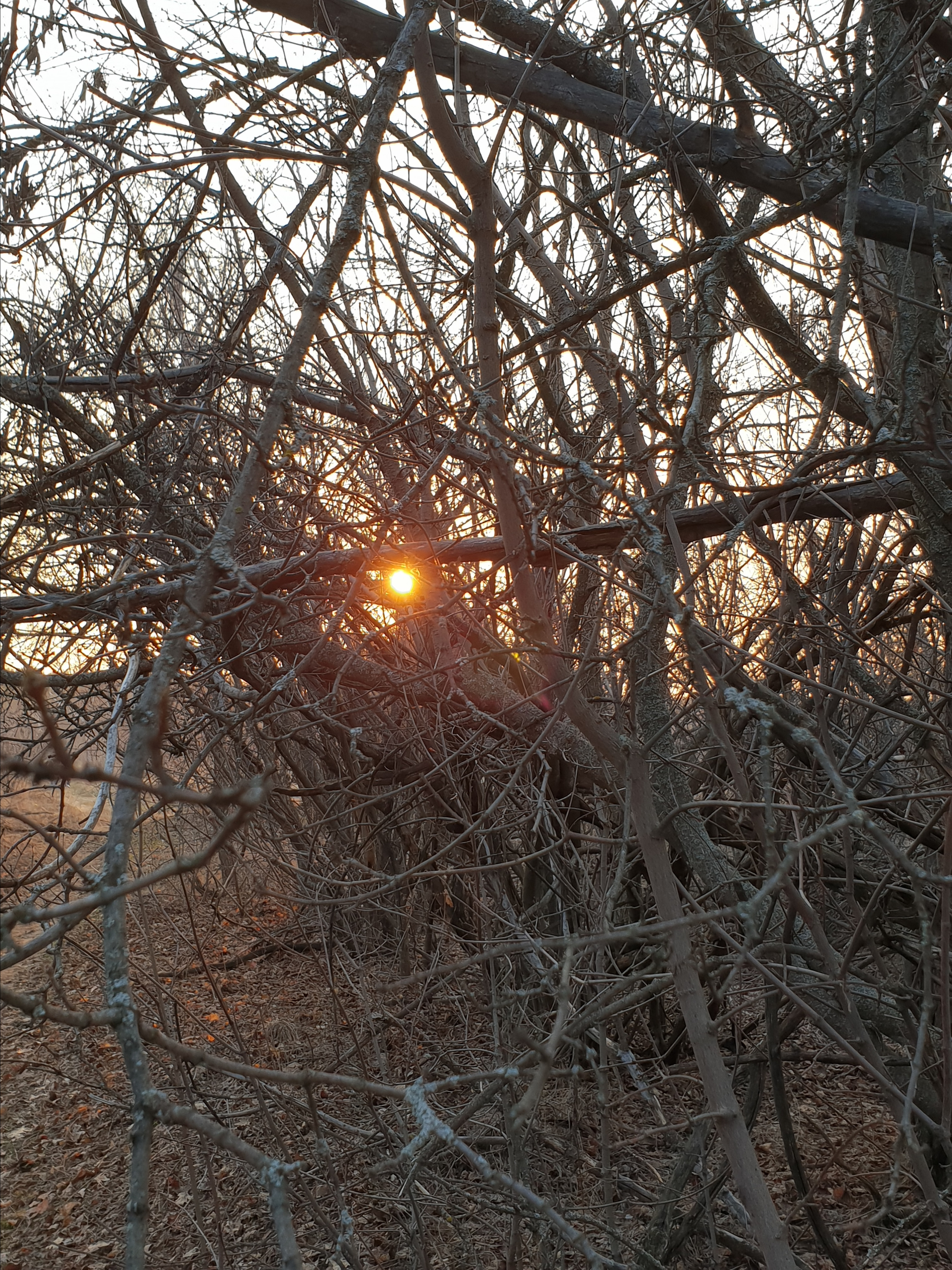 12 102 Лес. ВИЗУАЛЬНЫЕ И ЗВУКОВЫЕ РЕШЕНИЯ ДЛЯ БИЗНЕСА И СЪЁМОК ТЕЛЕТЕЛА