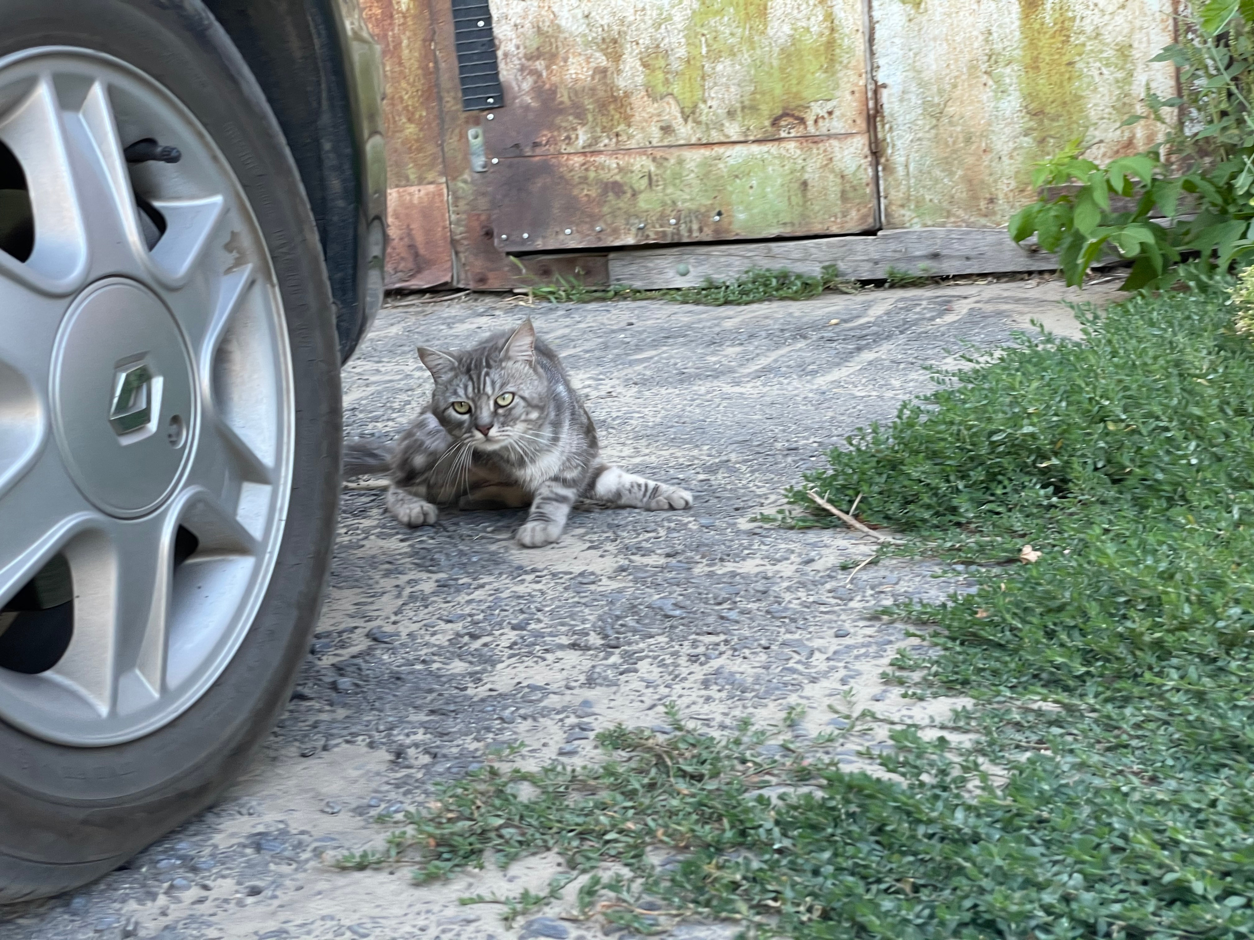 170 107 Кошки. ВИЗУАЛЬНЫЕ И ЗВУКОВЫЕ РЕШЕНИЯ ДЛЯ БИЗНЕСА И СЪЁМОК ТЕЛЕТЕЛА