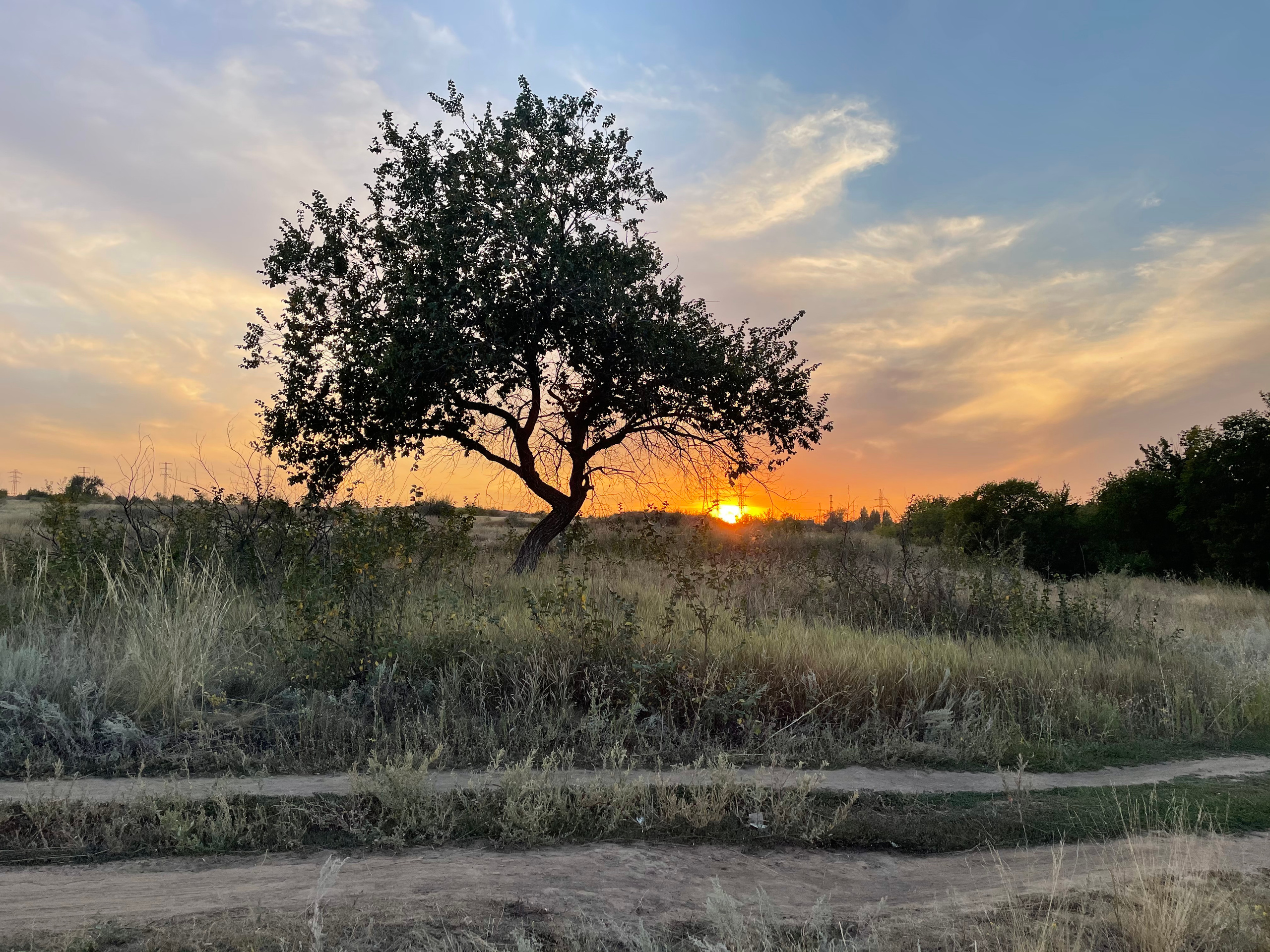 10 702 Степь, дерево, дорога. ВИЗУАЛЬНЫЕ И ЗВУКОВЫЕ РЕШЕНИЯ ДЛЯ БИЗНЕСА И СЪЁМОК ТЕЛЕТЕЛА
