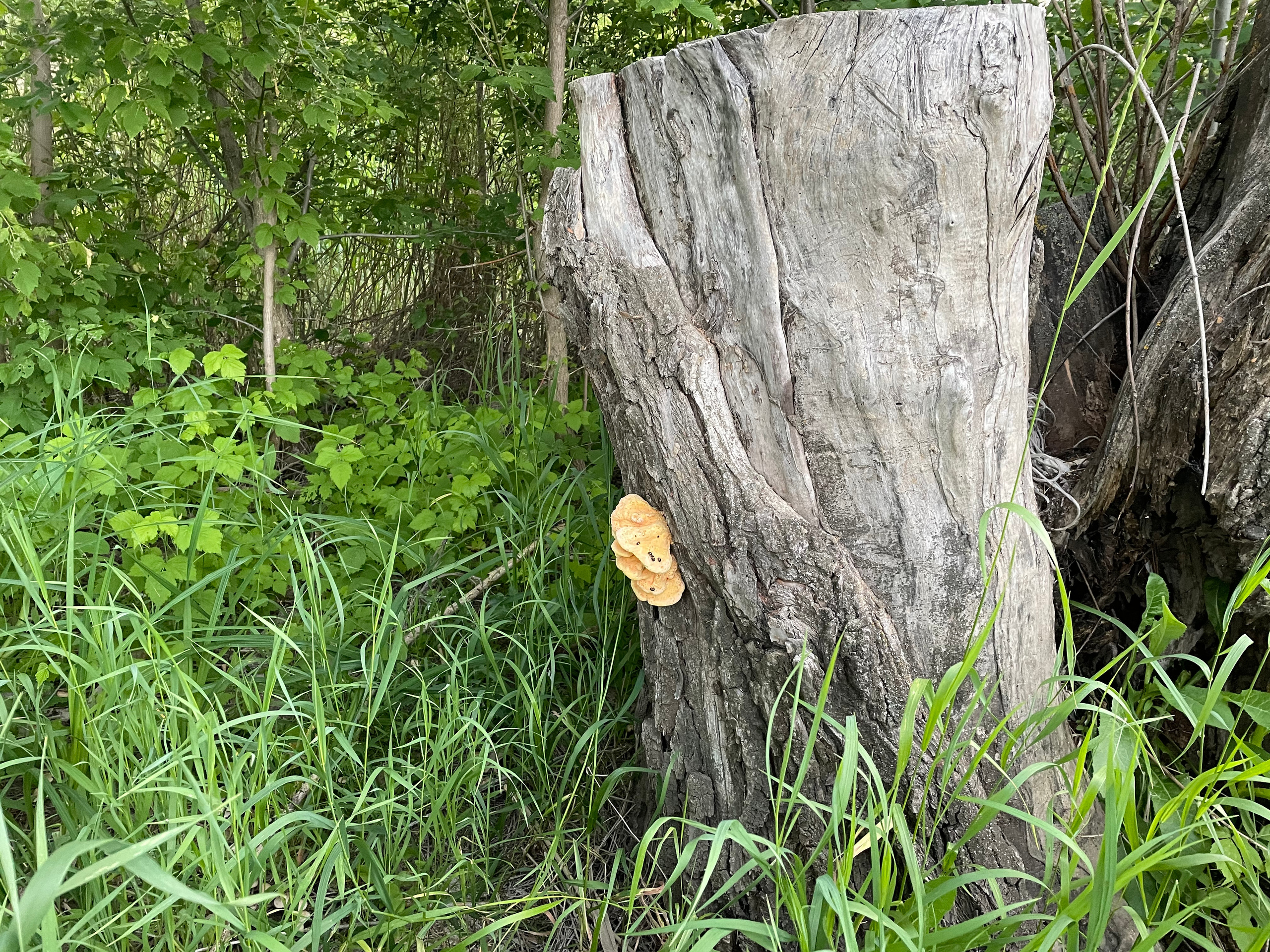 12 230 Удав Гриб. ВИЗУАЛЬНЫЕ И ЗВУКОВЫЕ РЕШЕНИЯ ДЛЯ БИЗНЕСА И СЪЁМОК ТЕЛЕТЕЛА