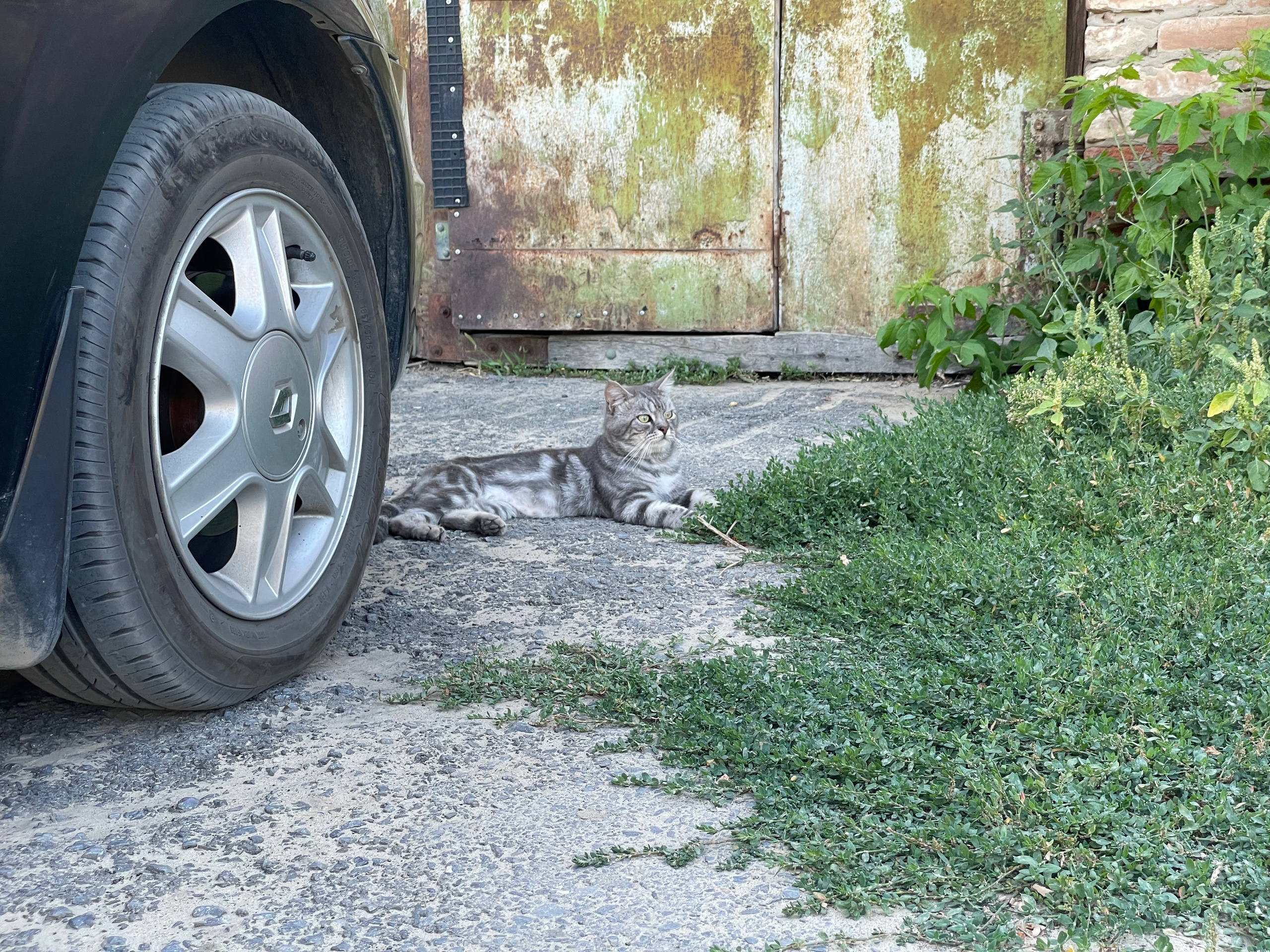 170 107 Кошки. ВИЗУАЛЬНЫЕ И ЗВУКОВЫЕ РЕШЕНИЯ ДЛЯ БИЗНЕСА И СЪЁМОК ТЕЛЕТЕЛА