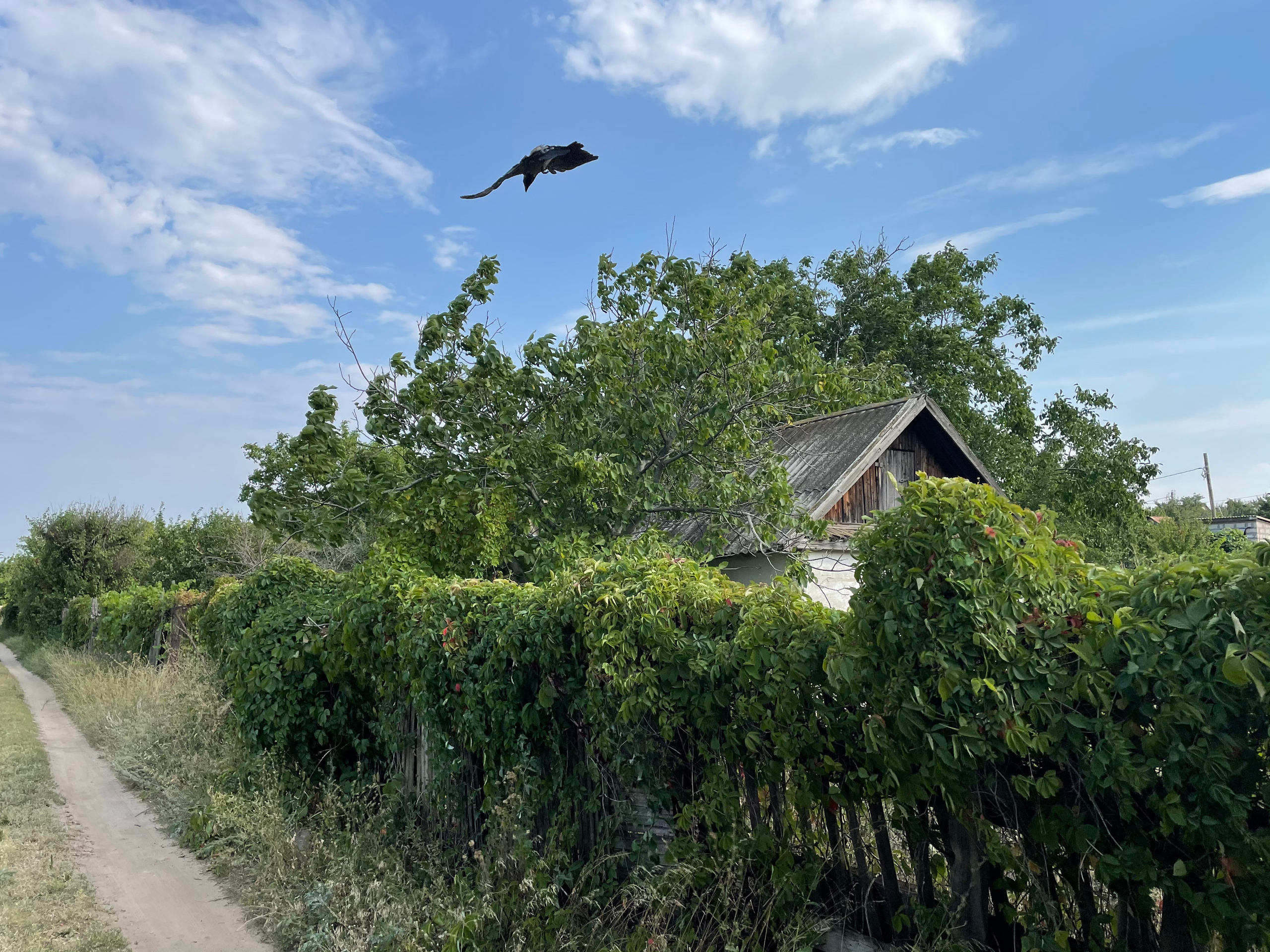 50 020 Дорога грунтовая. ВИЗУАЛЬНЫЕ И ЗВУКОВЫЕ РЕШЕНИЯ ДЛЯ БИЗНЕСА И СЪЁМОК ТЕЛЕТЕЛА