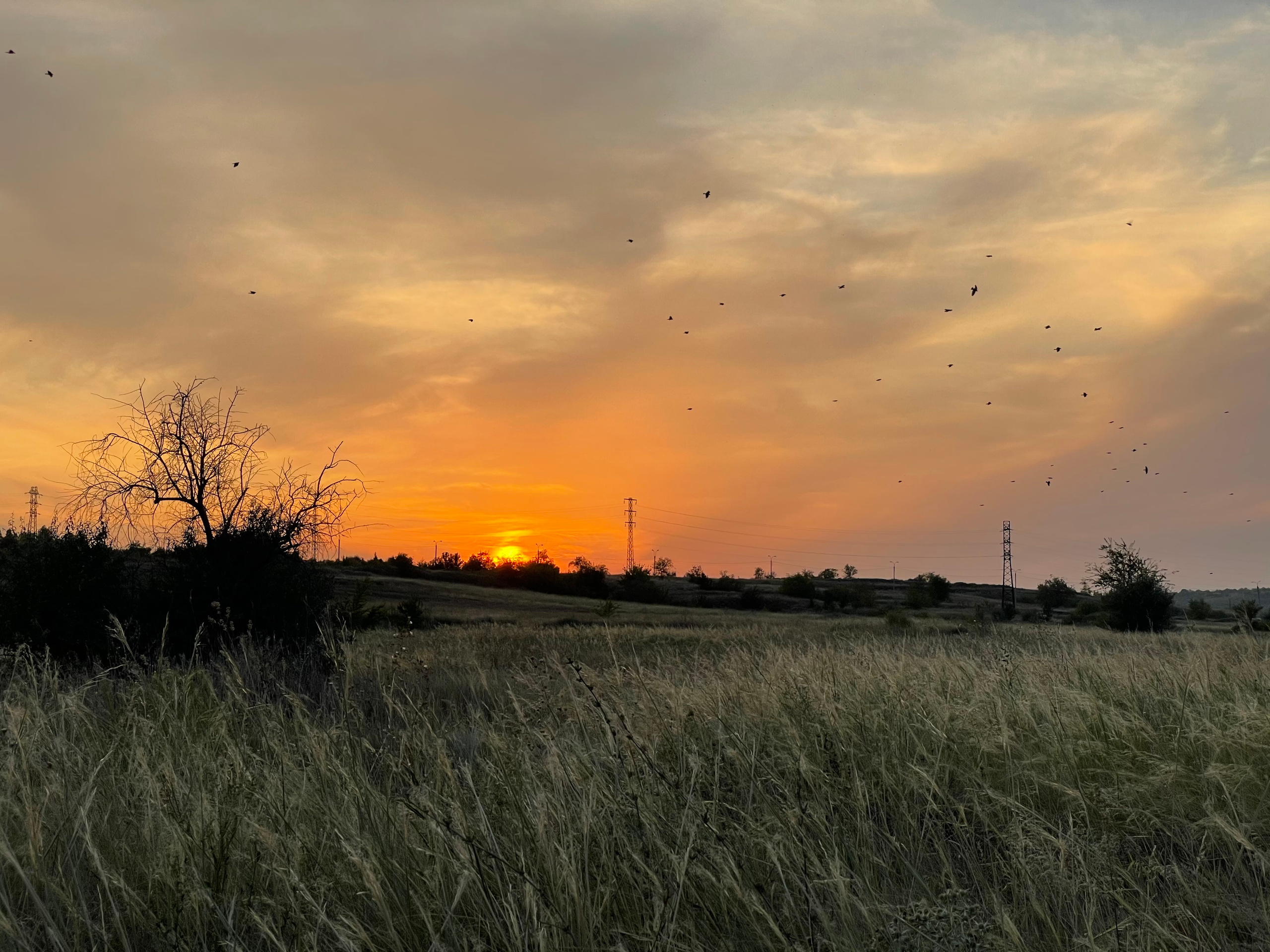 10 514 Степь. ВИЗУАЛЬНЫЕ И ЗВУКОВЫЕ РЕШЕНИЯ ДЛЯ БИЗНЕСА И СЪЁМОК ТЕЛЕТЕЛА