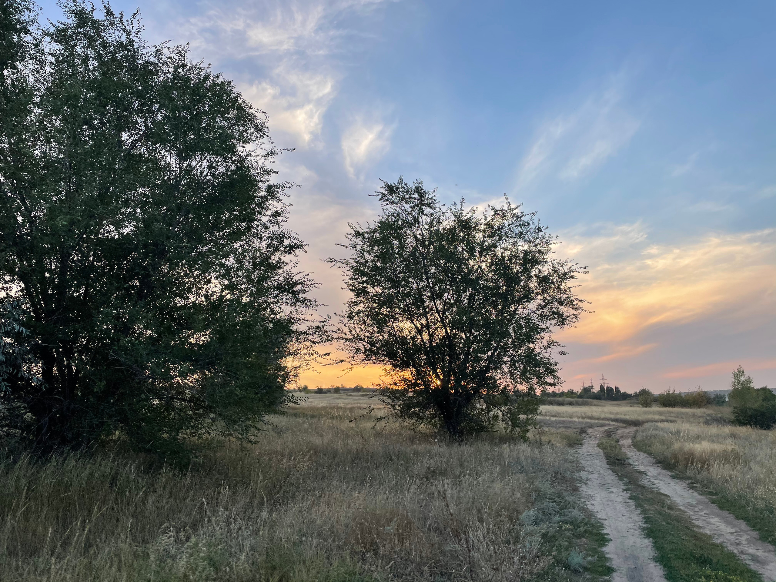10 702 Степь, дерево, дорога. ВИЗУАЛЬНЫЕ И ЗВУКОВЫЕ РЕШЕНИЯ ДЛЯ БИЗНЕСА И СЪЁМОК ТЕЛЕТЕЛА