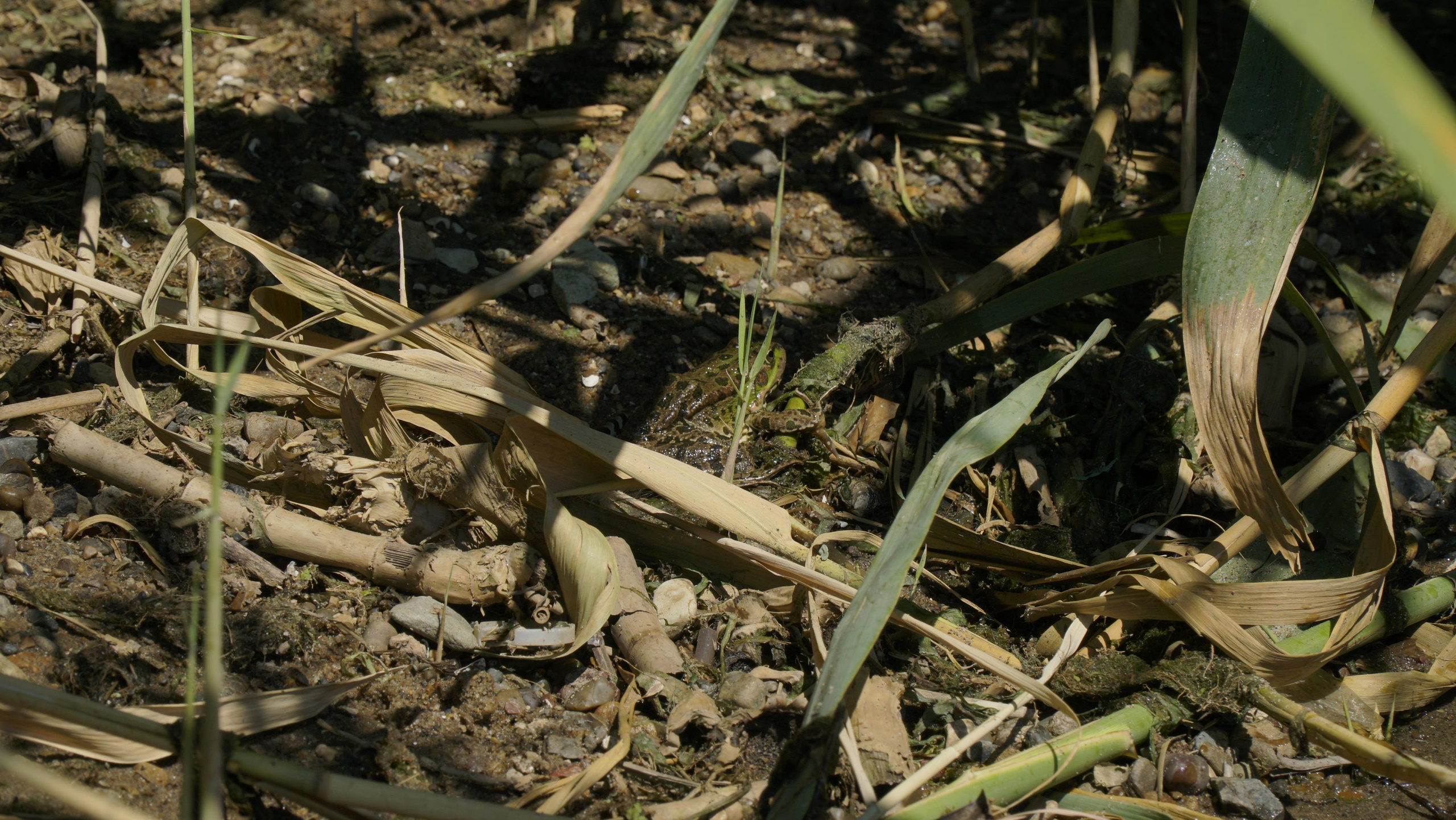 172 000 Лягушки. ВИЗУАЛЬНЫЕ И ЗВУКОВЫЕ РЕШЕНИЯ ДЛЯ БИЗНЕСА И СЪЁМОК ТЕЛЕТЕЛА