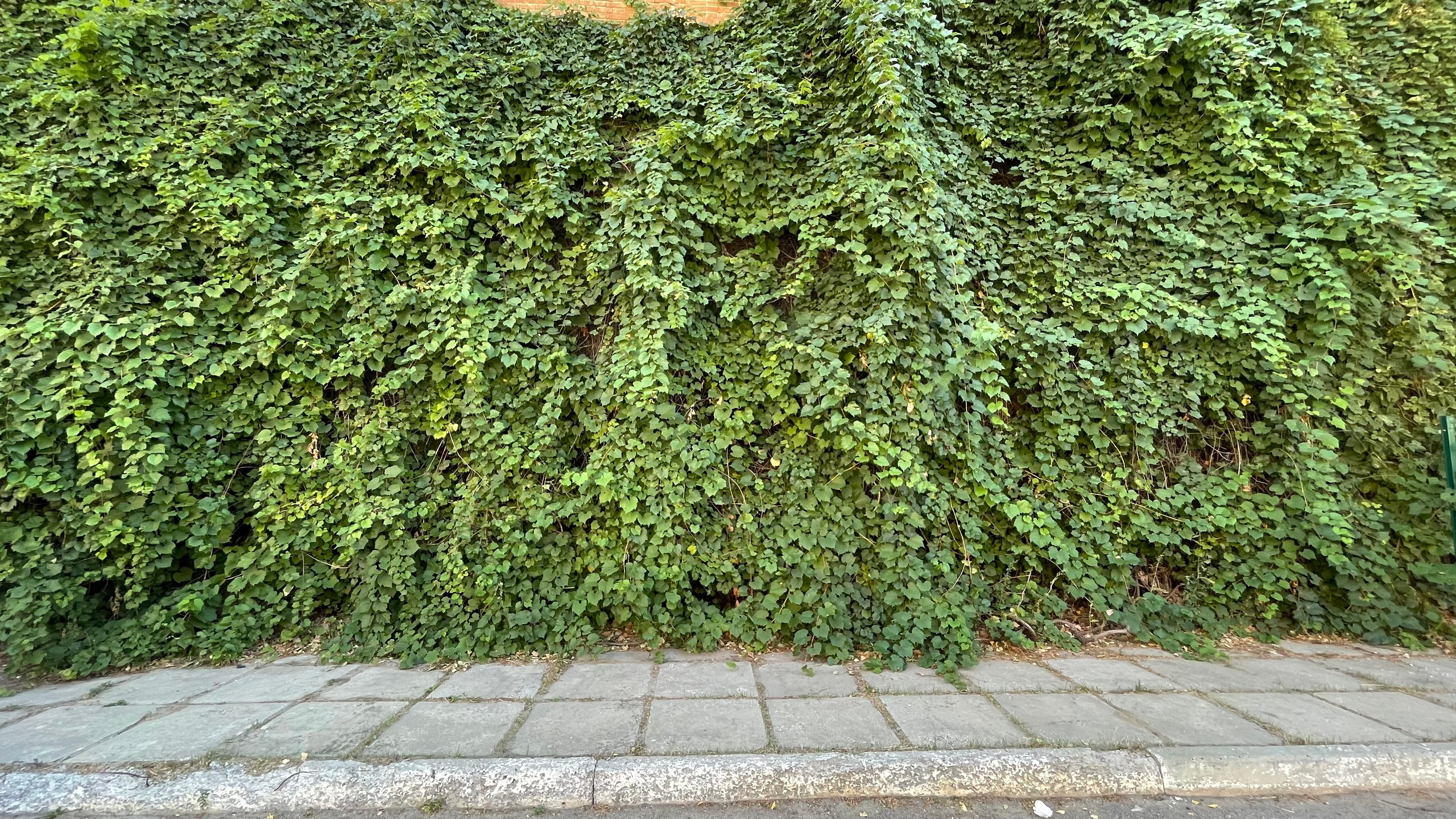 22 010 Стена зеленая. ВИЗУАЛЬНЫЕ И ЗВУКОВЫЕ РЕШЕНИЯ ДЛЯ БИЗНЕСА И СЪЁМОК ТЕЛЕТЕЛА