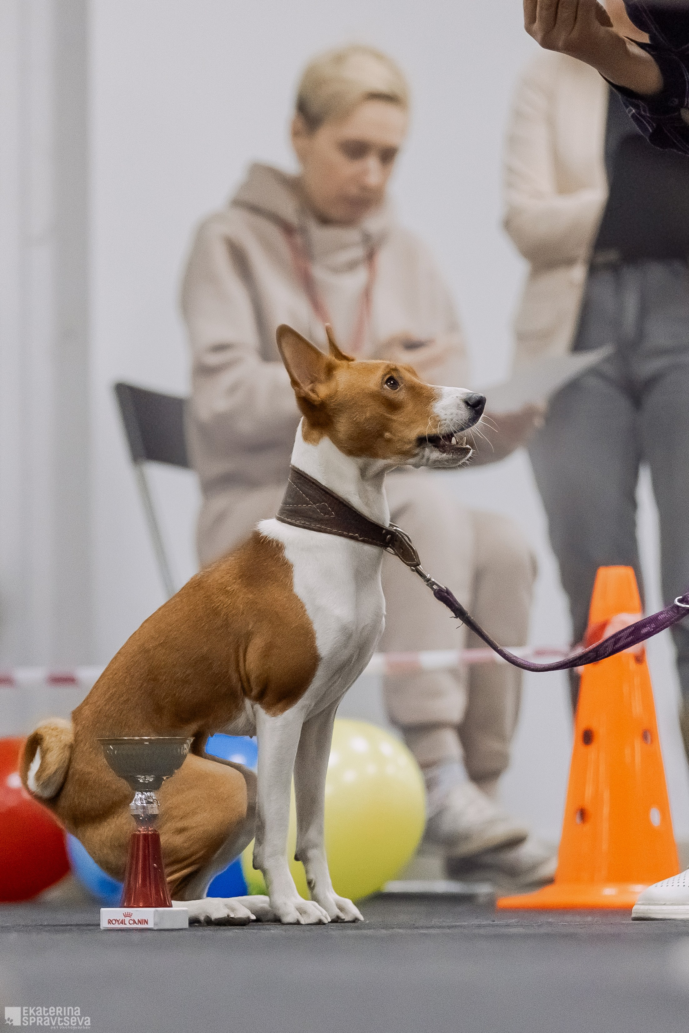 Праздник NoseWork. Фотограф Анималист Екатерина Справцева в Нижнем Новгороде