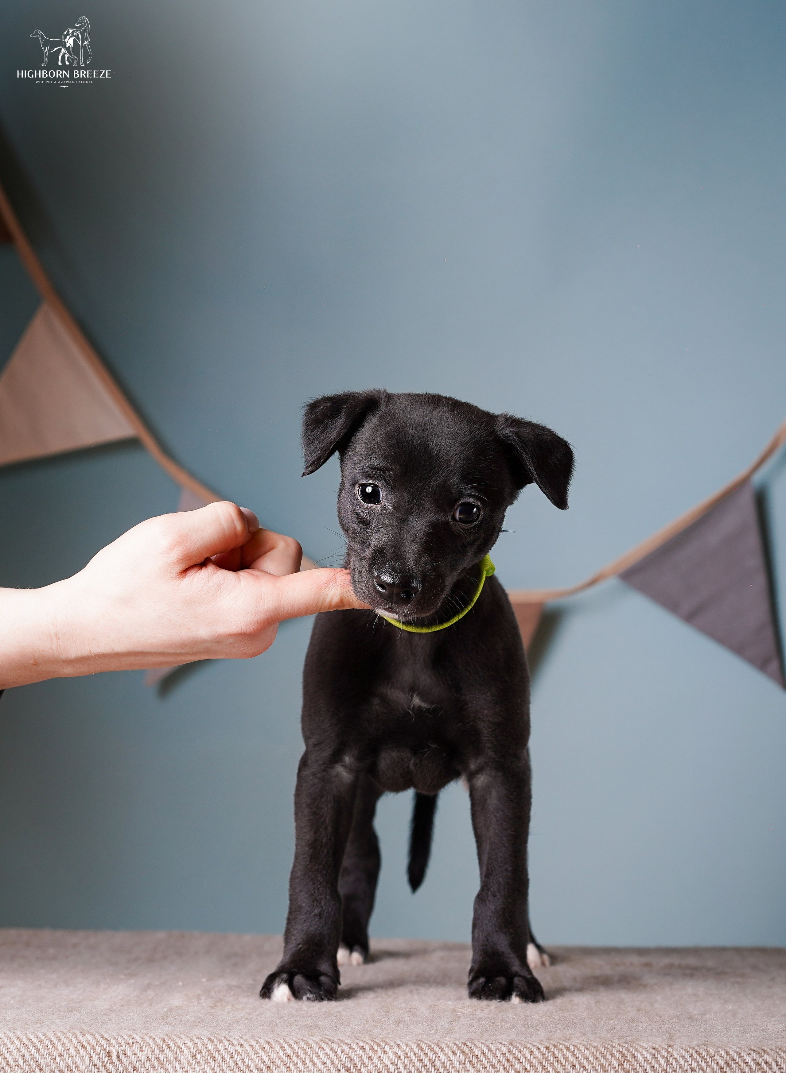 Щенки уиппета. Фотограф-анималист в Санкт-Петербурге Яна Мартынова