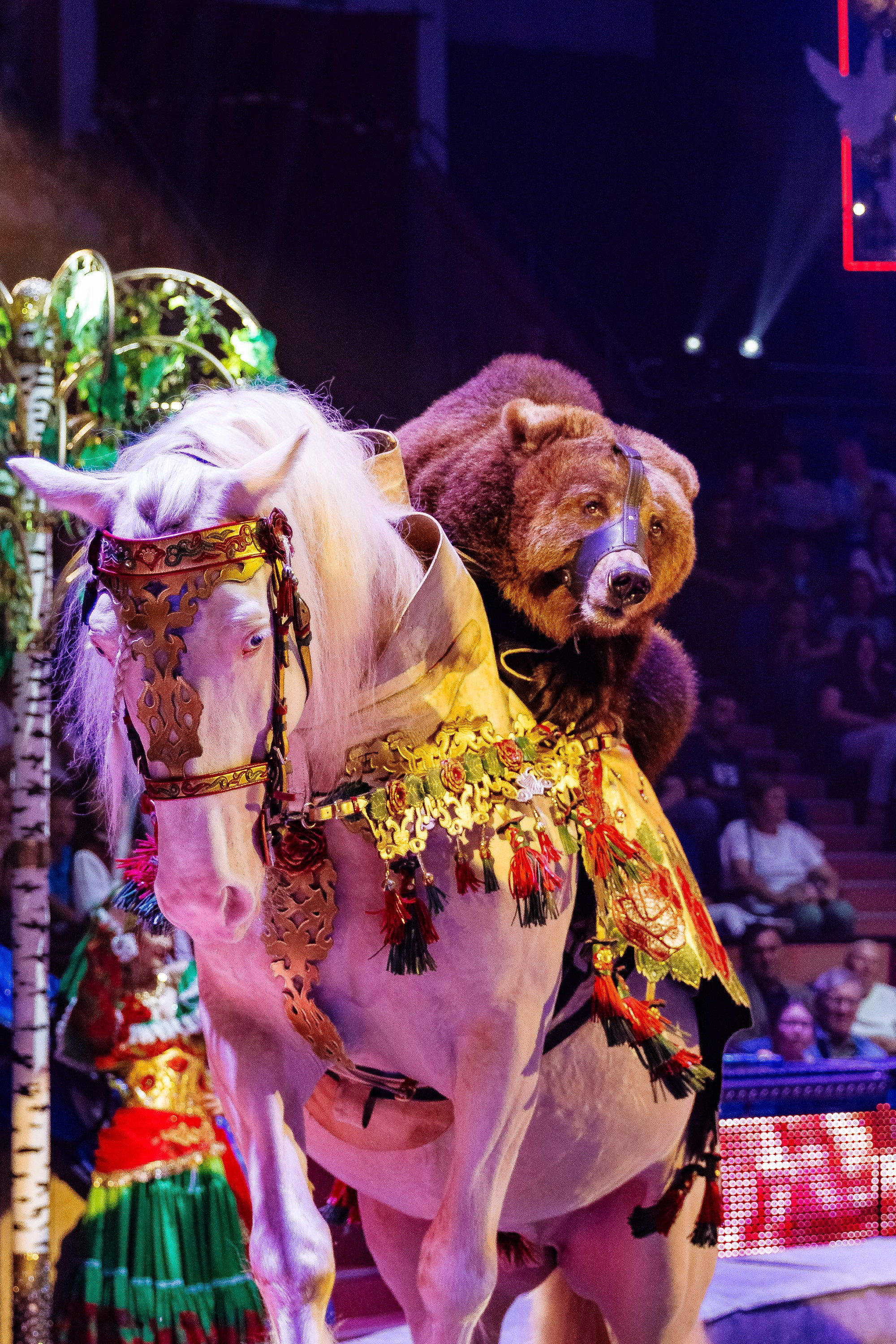 Сочинский росгорцирк Шоу Гии Эрадзе цирк. Профессиональный фотограф в Сочи Виктория Джой. Обучение