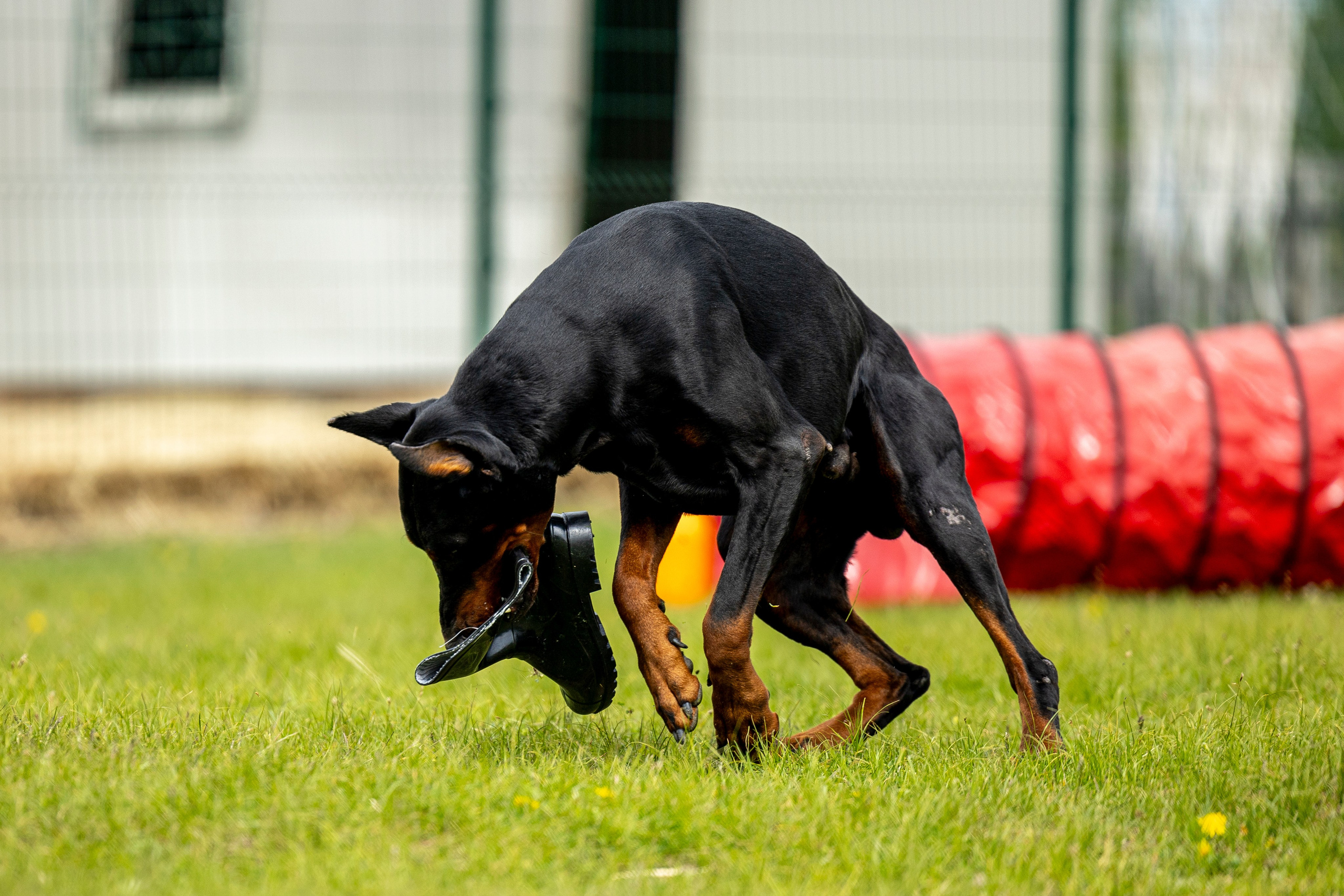 Испытания по мондьорингу в Нижнем Новгороде. Фотограф-анималист Анна Маринич