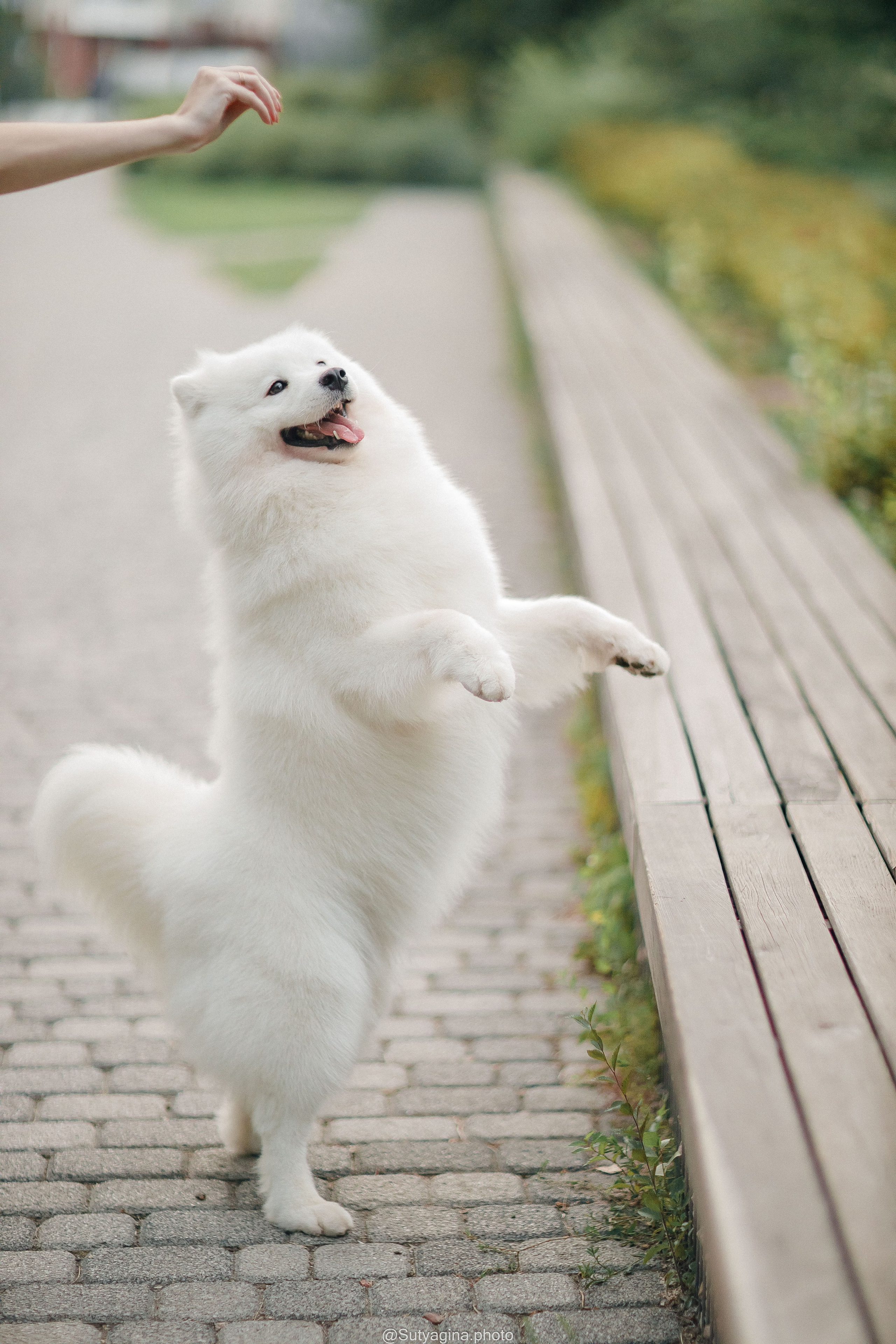 Самоед Рея. Свадебный и женский фотограф