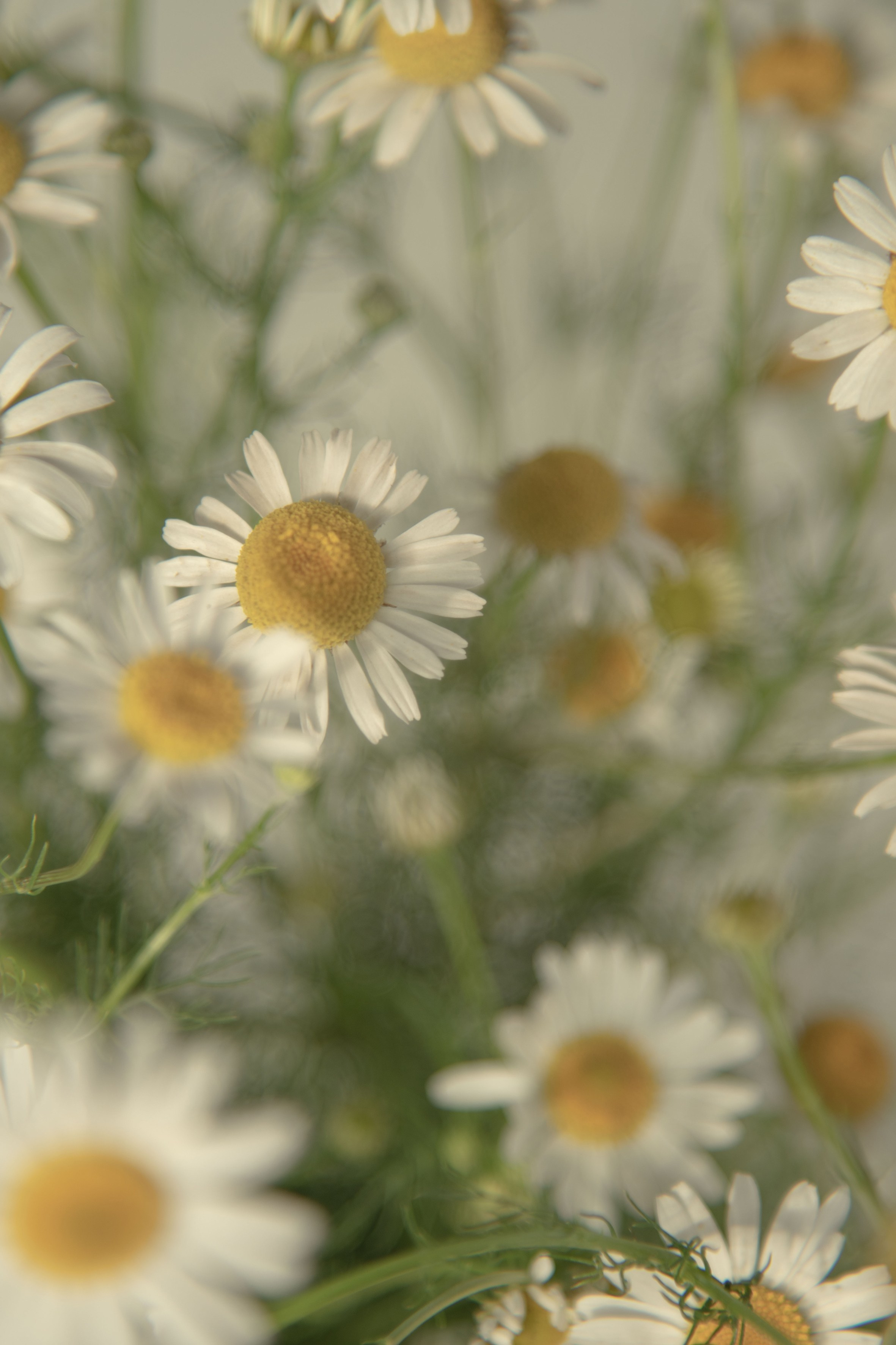 Природа. Александра Панина фотограф, портрет, семья, бизнес, Новосибирск