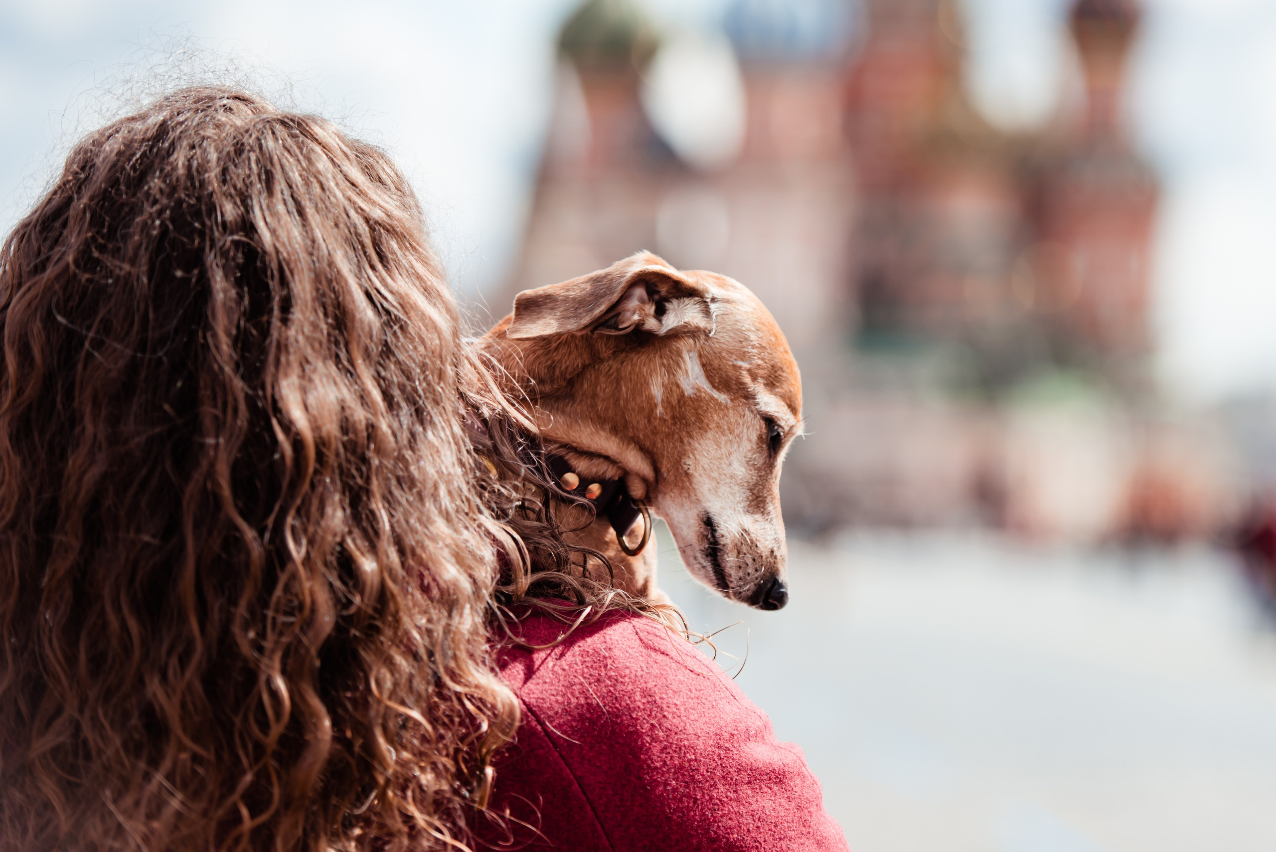 Таксы на Красной площади. Семейный Фотограф в Москве Ирина Хохлова