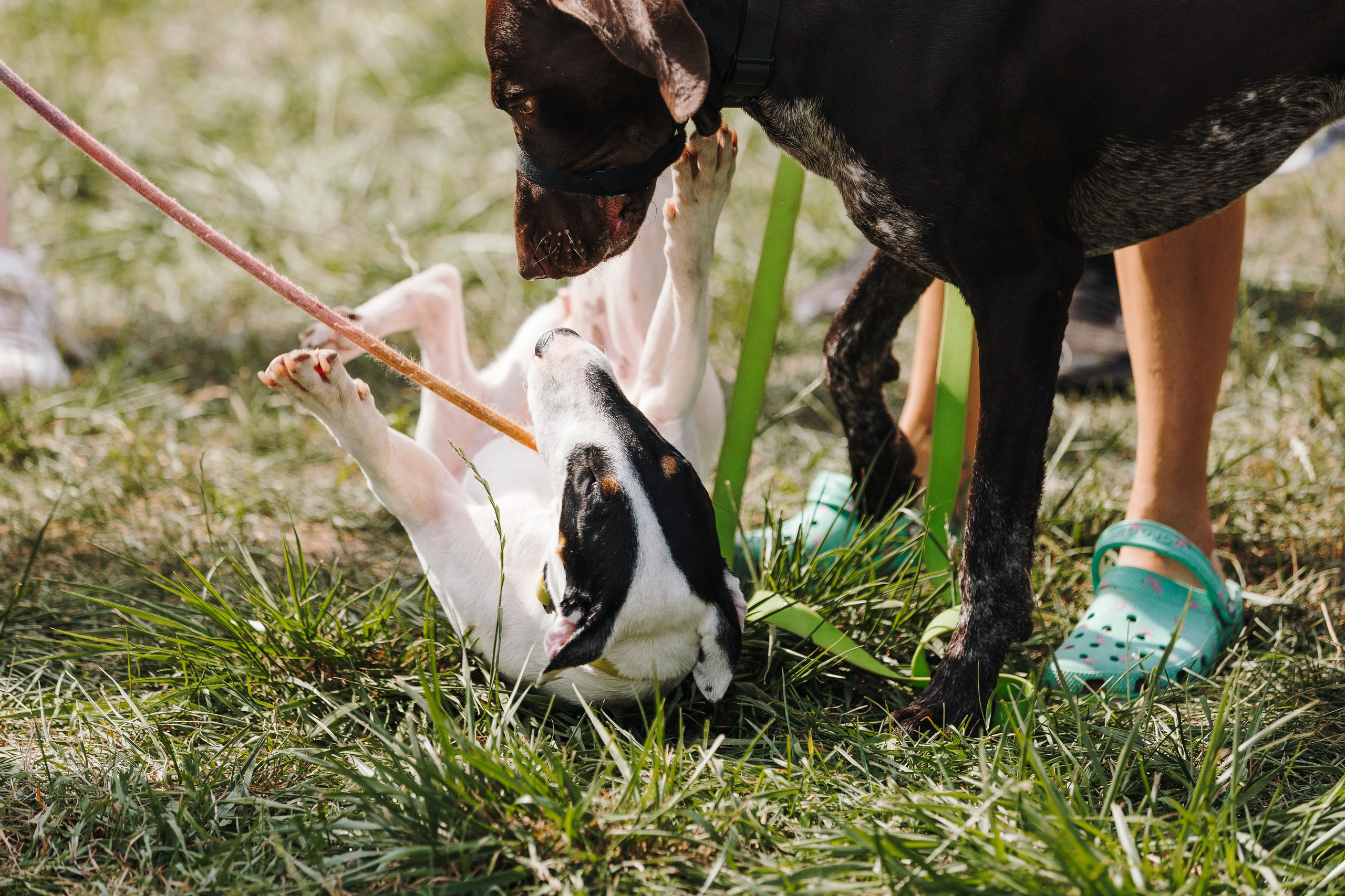 Petshop Sup day. Фотограф анималист Кристина Карпова, Москва