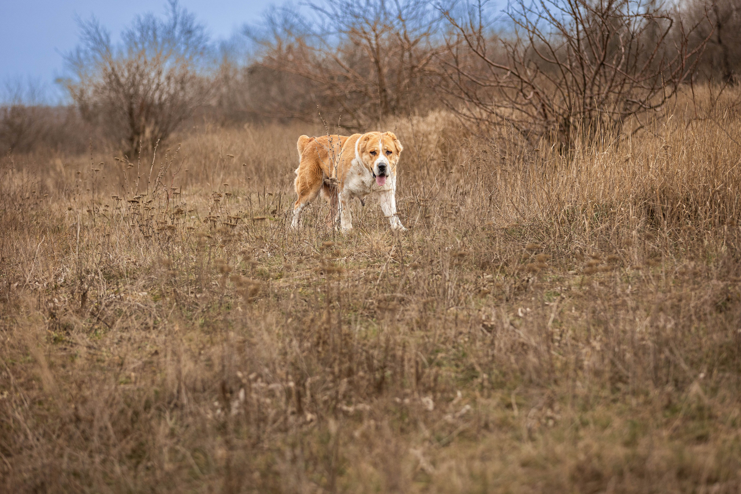 Пальма. Фотограф-АниМалист Анна Абрамова