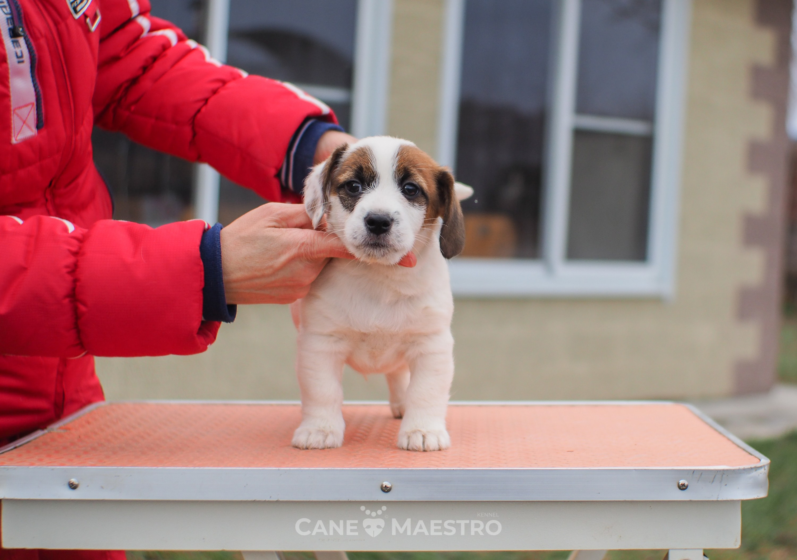 1КОБЛ_МОНОКЛЬ_Ц_ЛИТТЕР. CANE MAESTRO — kennel Jack Russell Terrier
