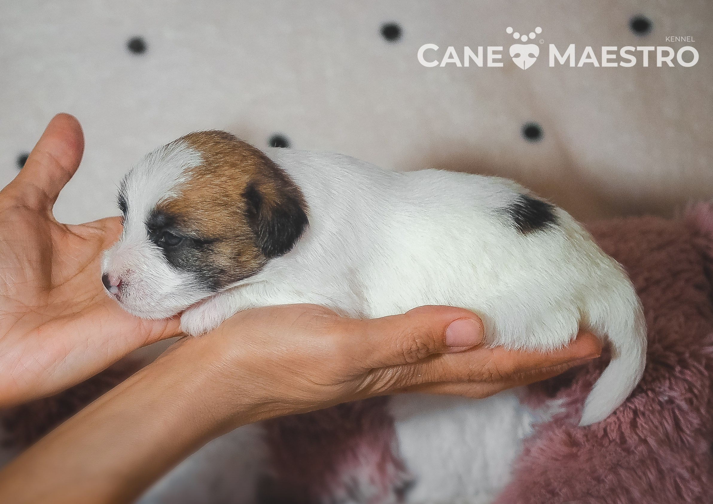 Щенок кобель ДРТ. КАНЕ МАЭСТРО — питомник Джек рассел терьеров