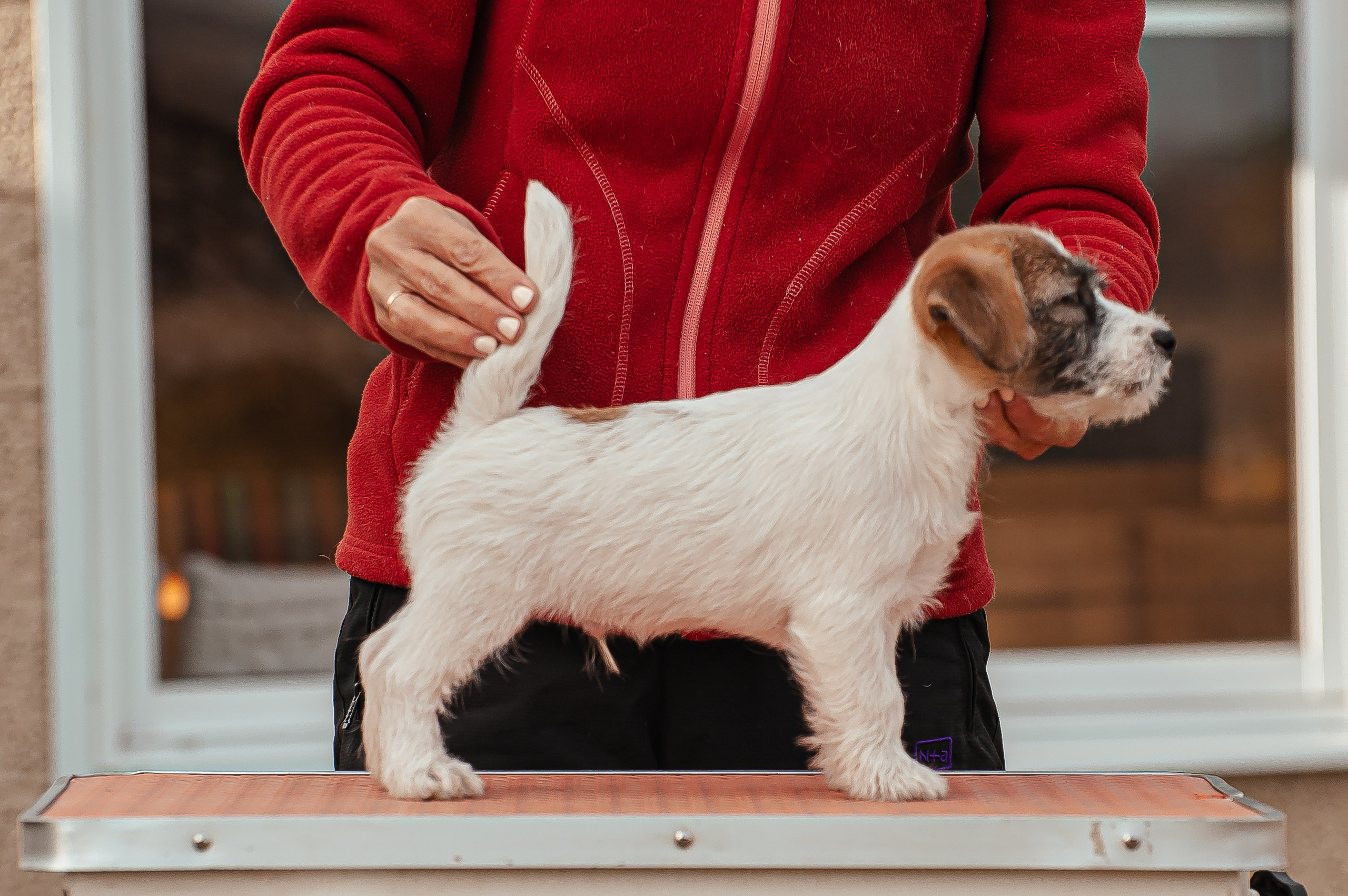 Щенок кобель ДРТ. КАНЕ МАЭСТРО — питомник Джек рассел терьеров