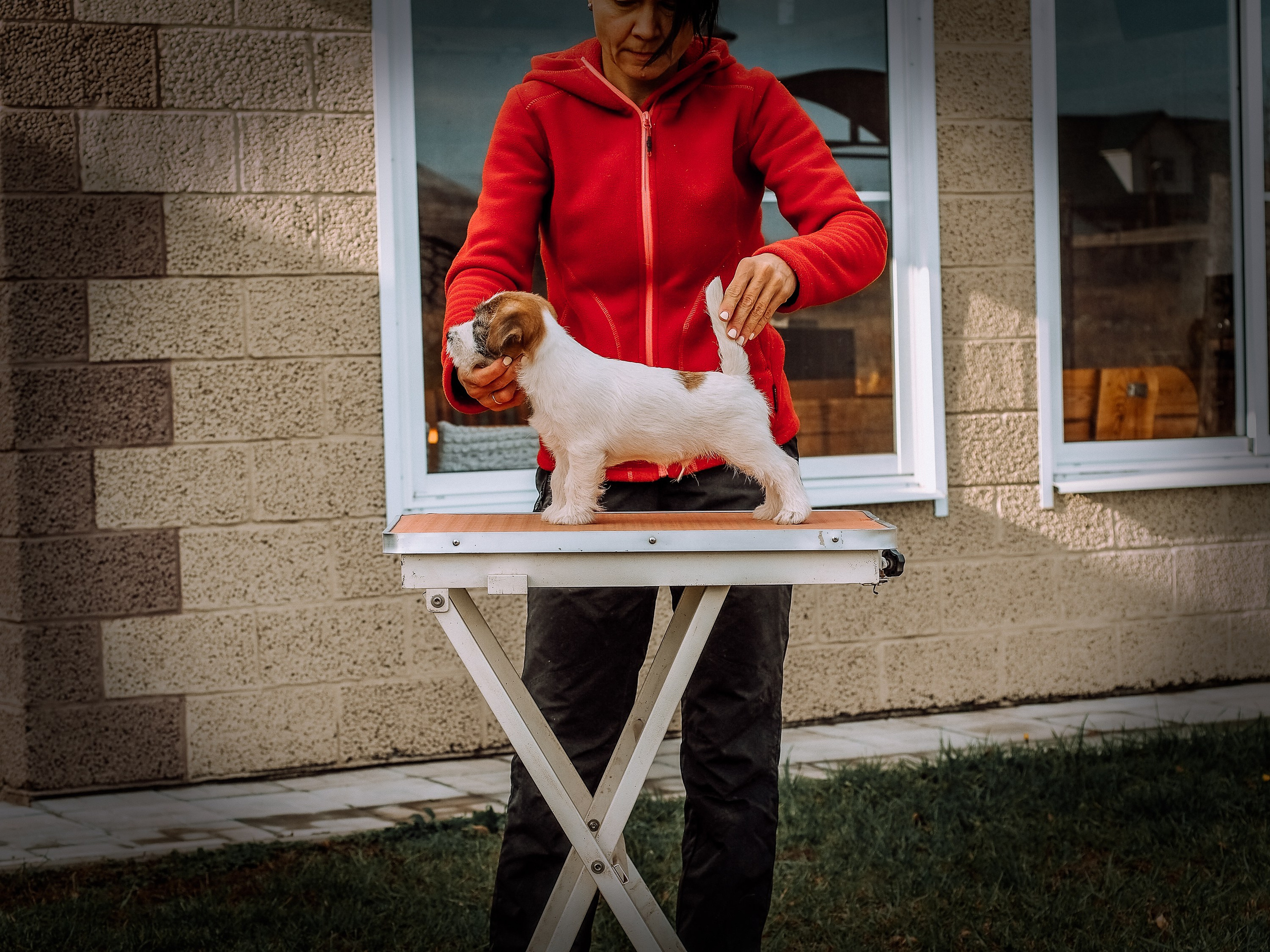 Щенок кобель ДРТ. КАНЕ МАЭСТРО — питомник Джек рассел терьеров