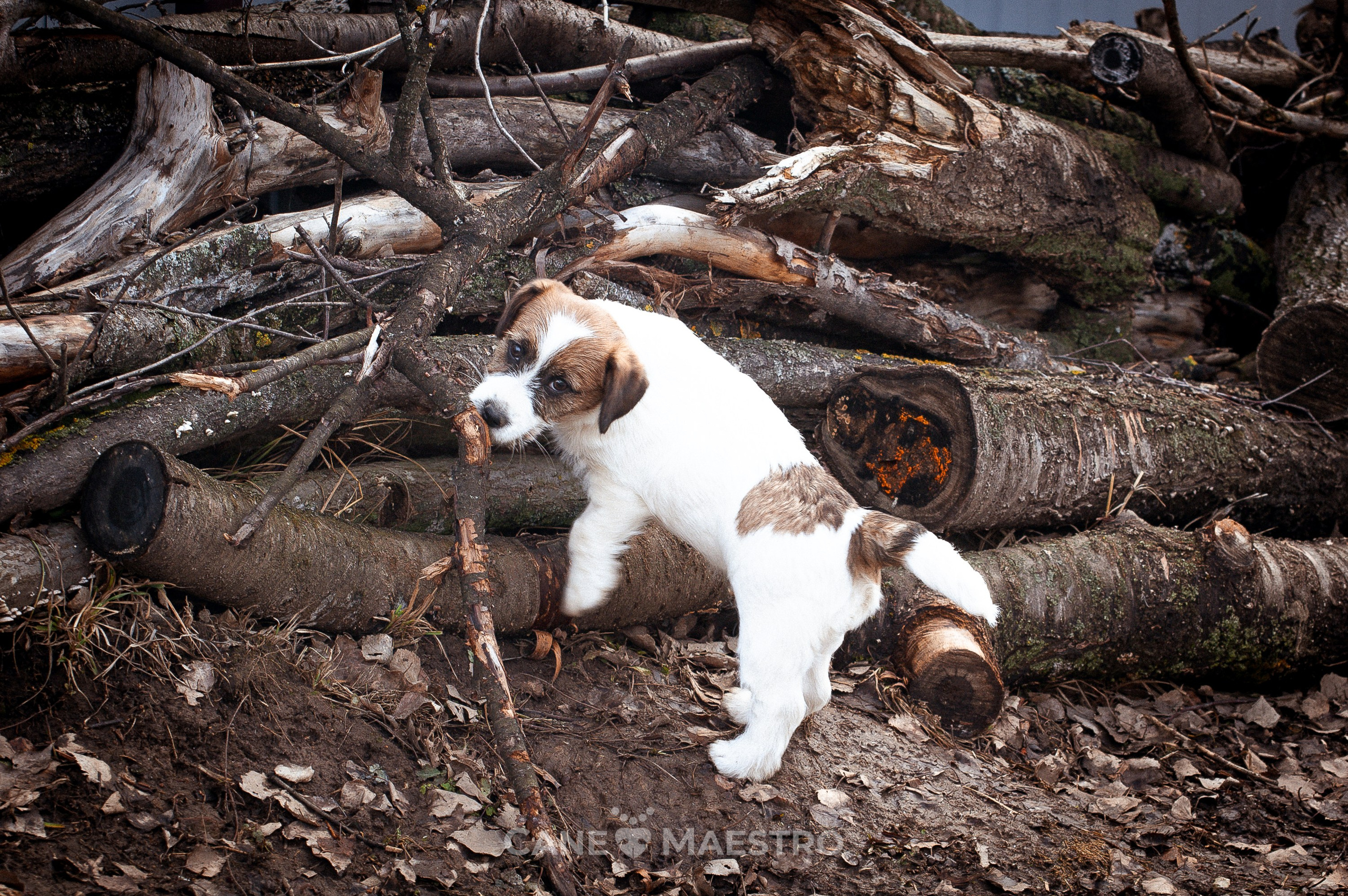 Мальчик 2. Кобель бело-рыжий. Джек рассел терьер щенок. КАНЕ МАЭСТРО — питомник Джек рассел терьеров