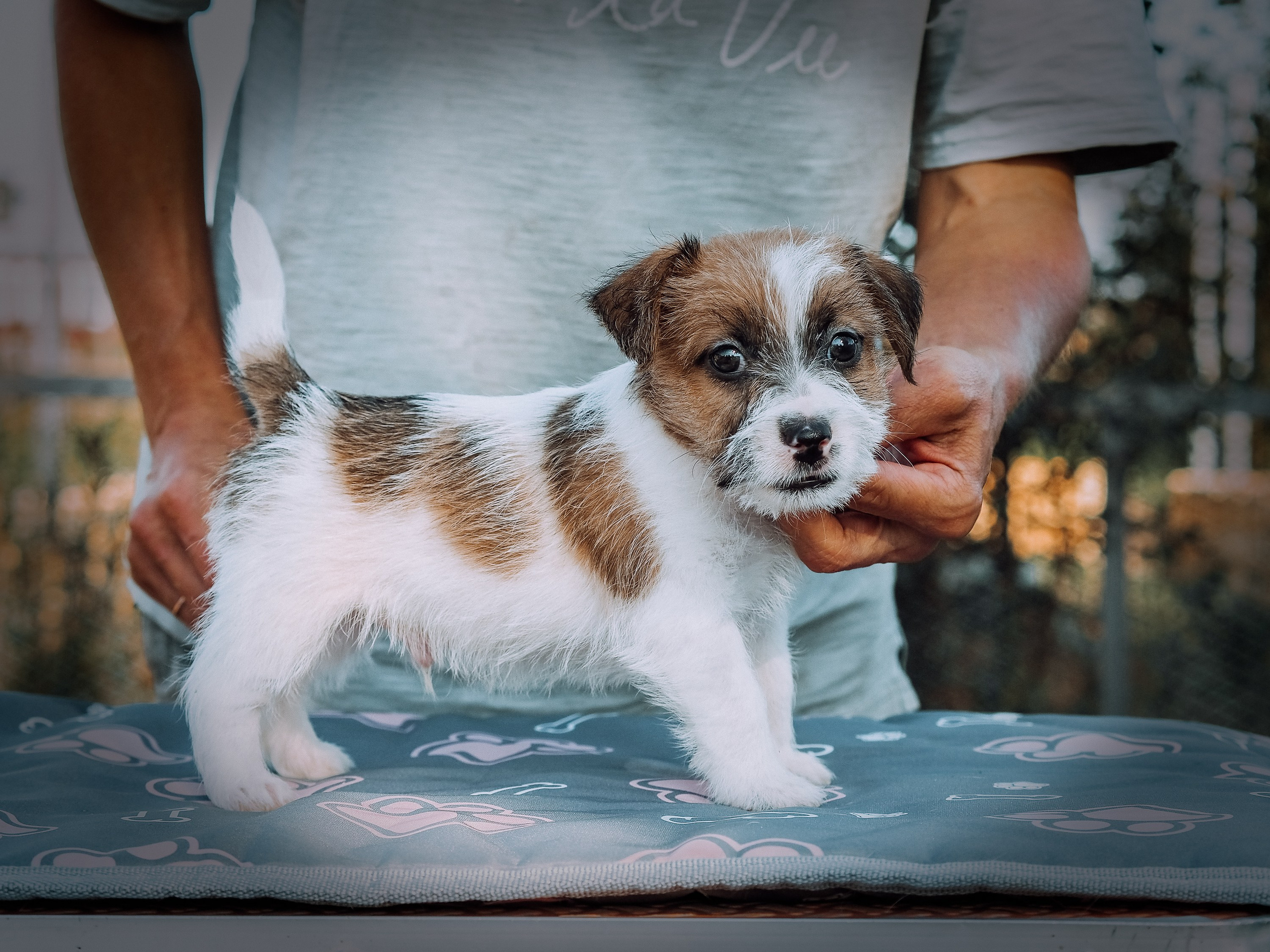 Щенок бело-рыжий джек рассел терьер. КАНЕ МАЭСТРО — питомник Джек рассел терьеров