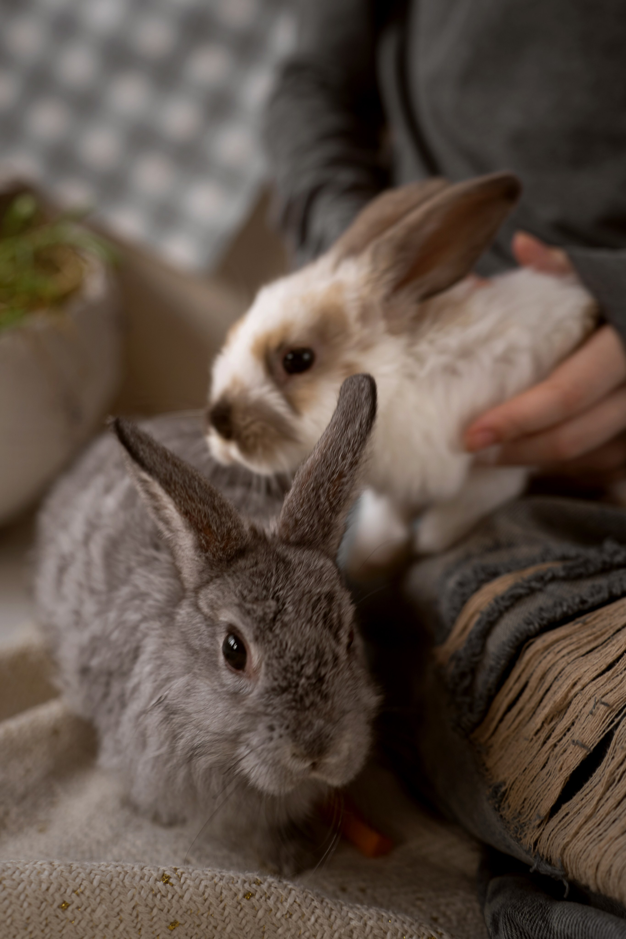 Дети и кролики. Главная