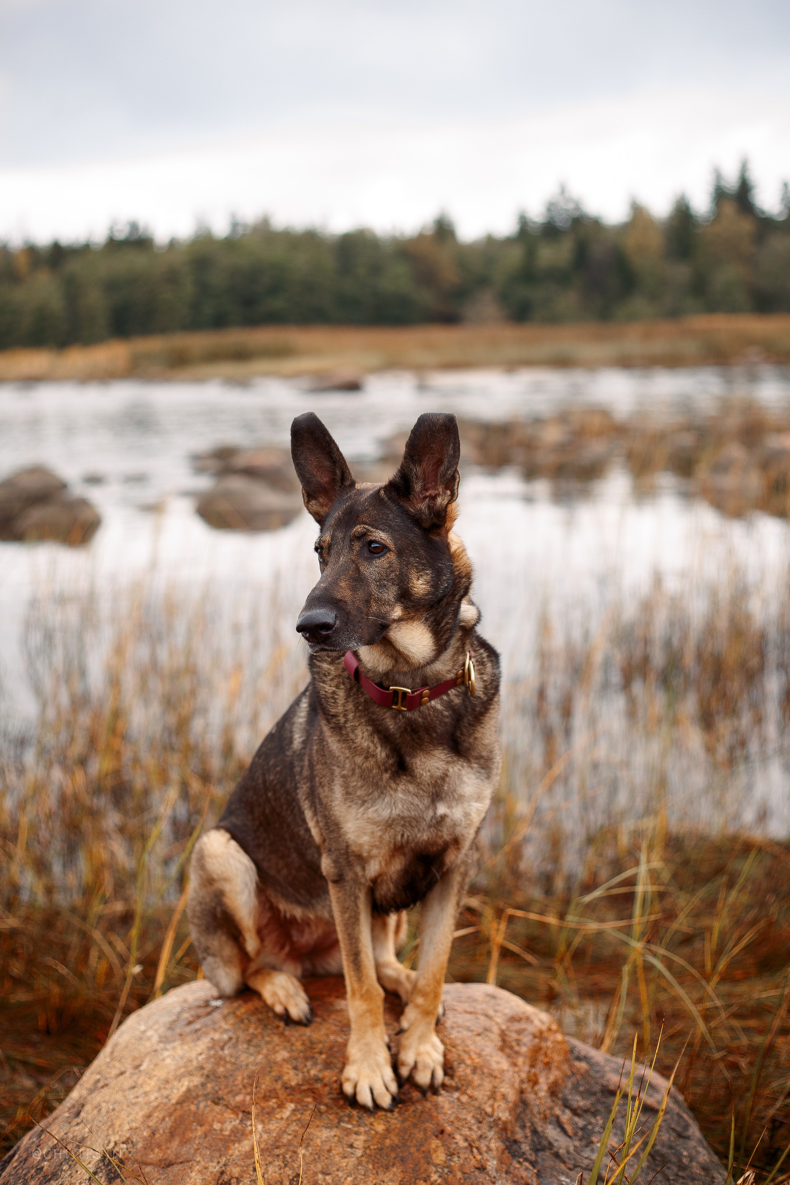 Дальний пирс. Фотограф-анималист Наталия Чистюхина в г. Сосновый Бор и ЛО