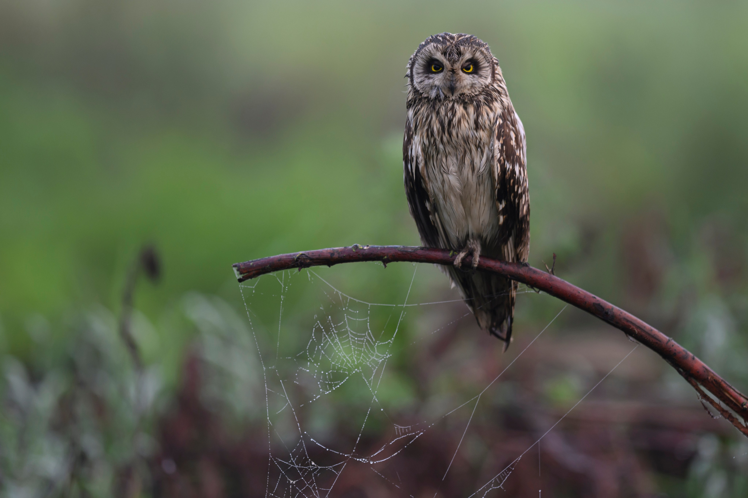 Сова вернулась. The owl has returned. Wildlife photography by Sergey Puponin