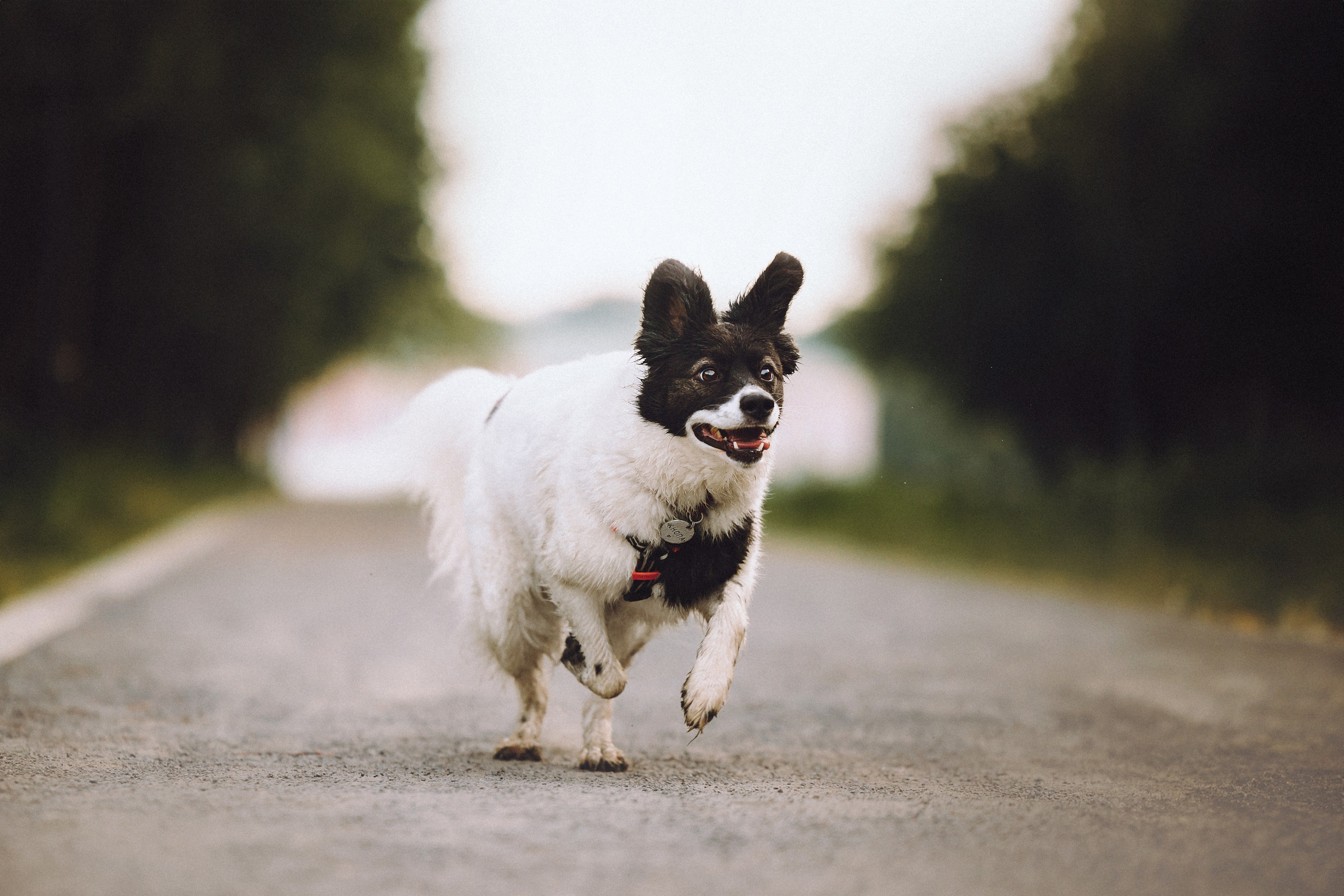 Фифа, Кнопка, Бублик и их семья