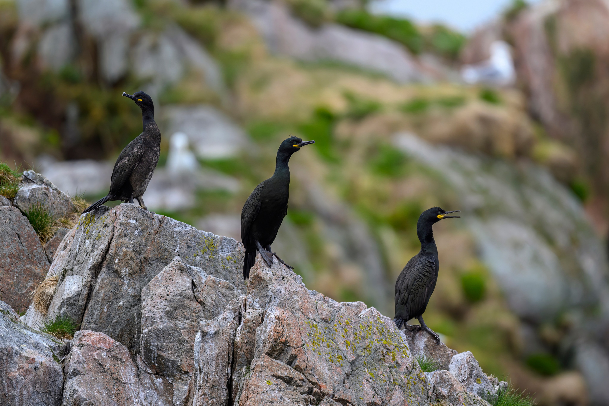 Мурманская область. Июнь 2024. Фотограф Сергей Пупонин