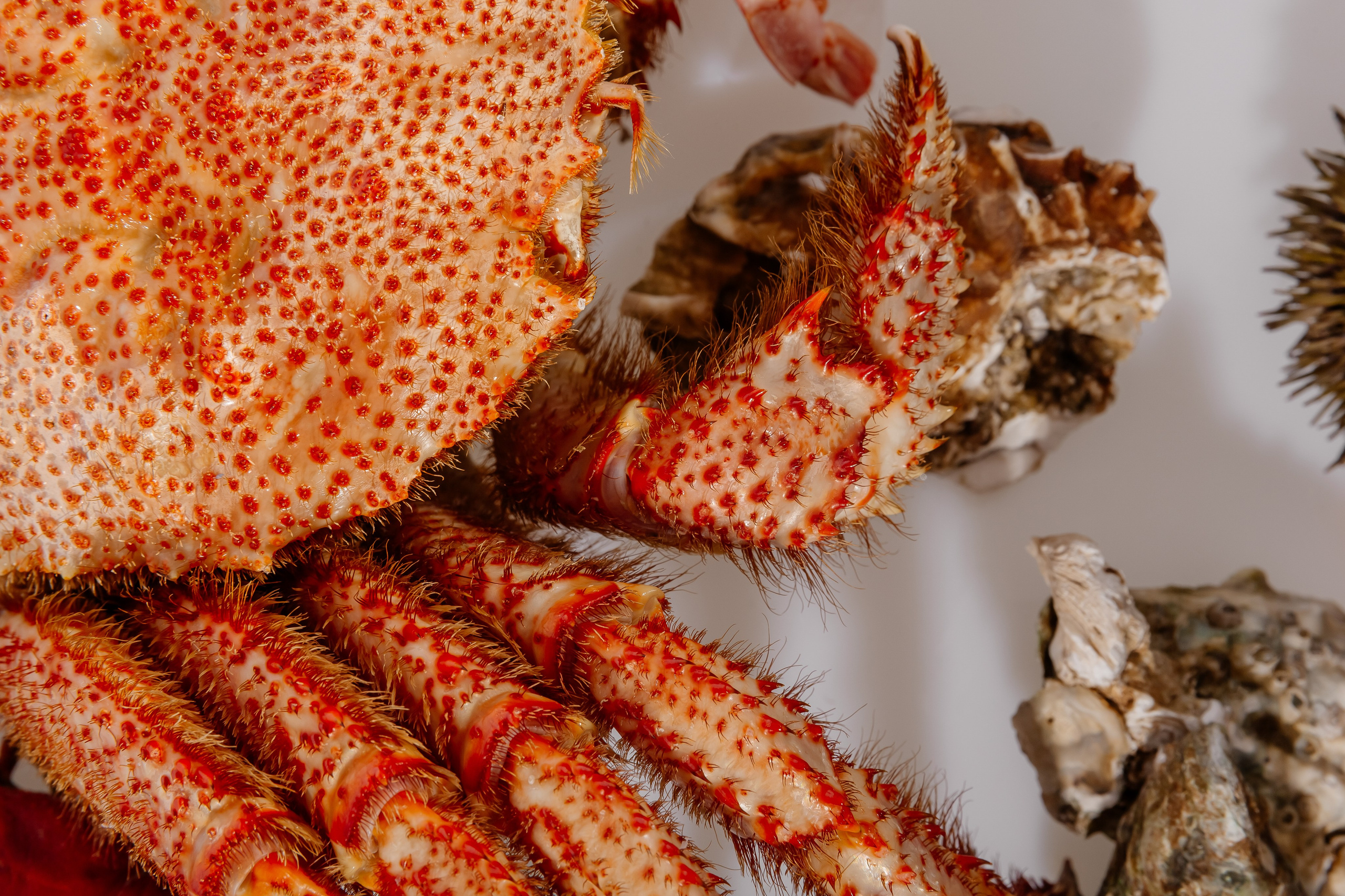 Splash.sea. Профессиональный фотограф Инесса Новикова в Москве