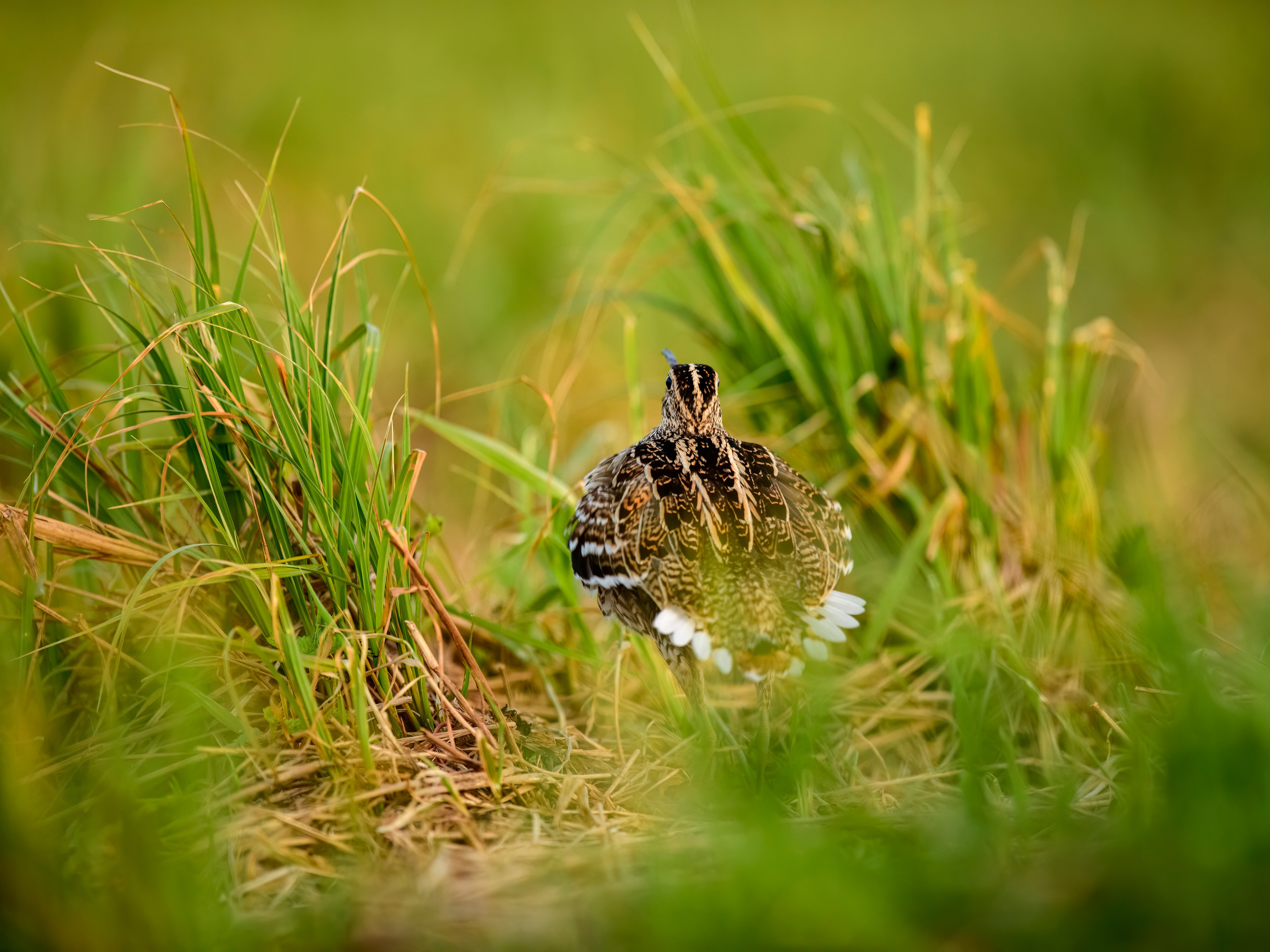 На дупелином току. Фотограф Сергей Пупонин