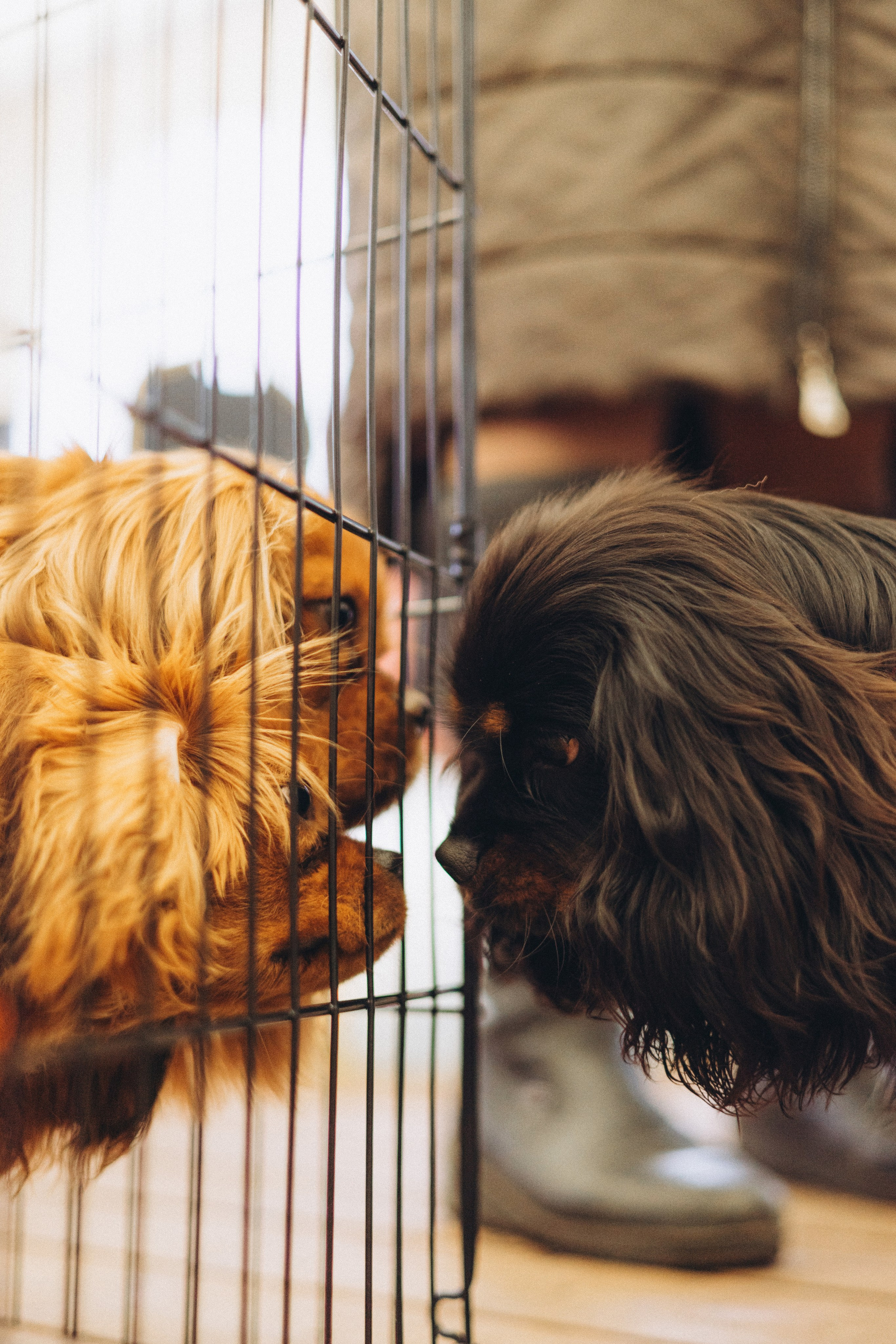 Встреча ККЧС. Фотограф анималист Осипчикова Мария