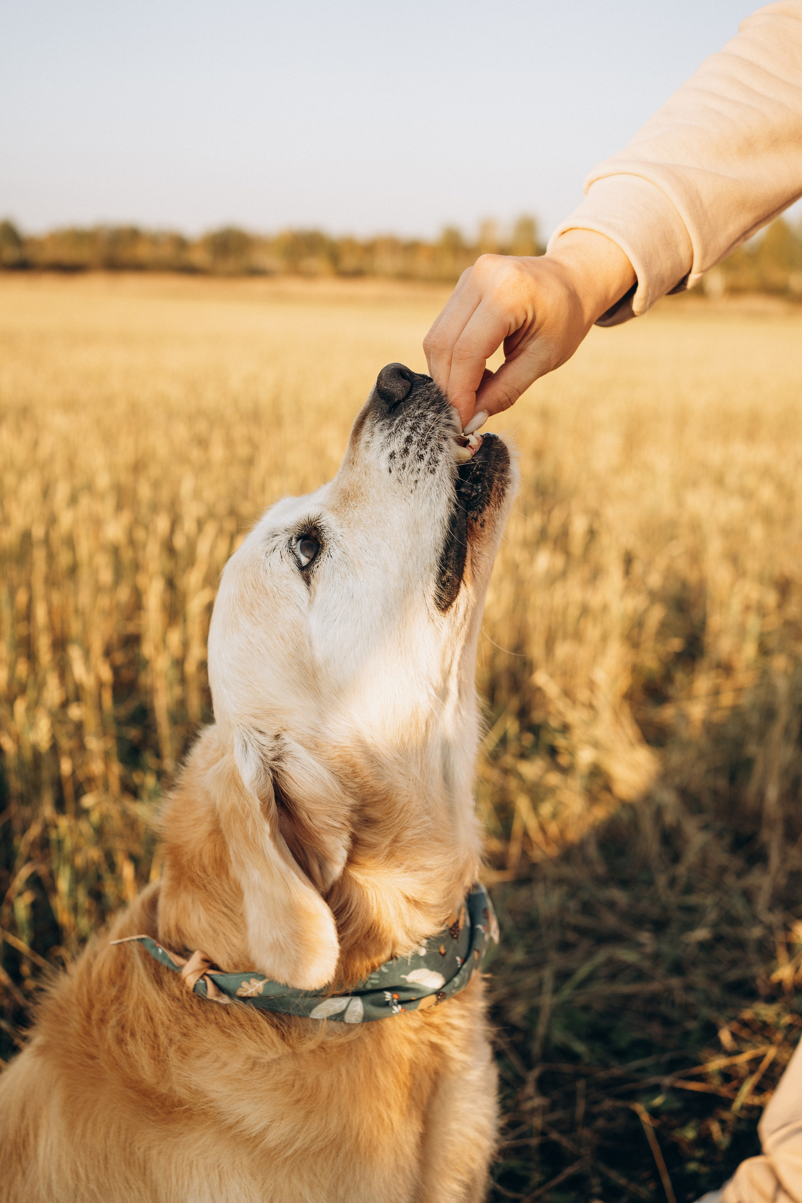 Дарья, Люба и Ред. Фотограф-анималист Анастасия Большакова