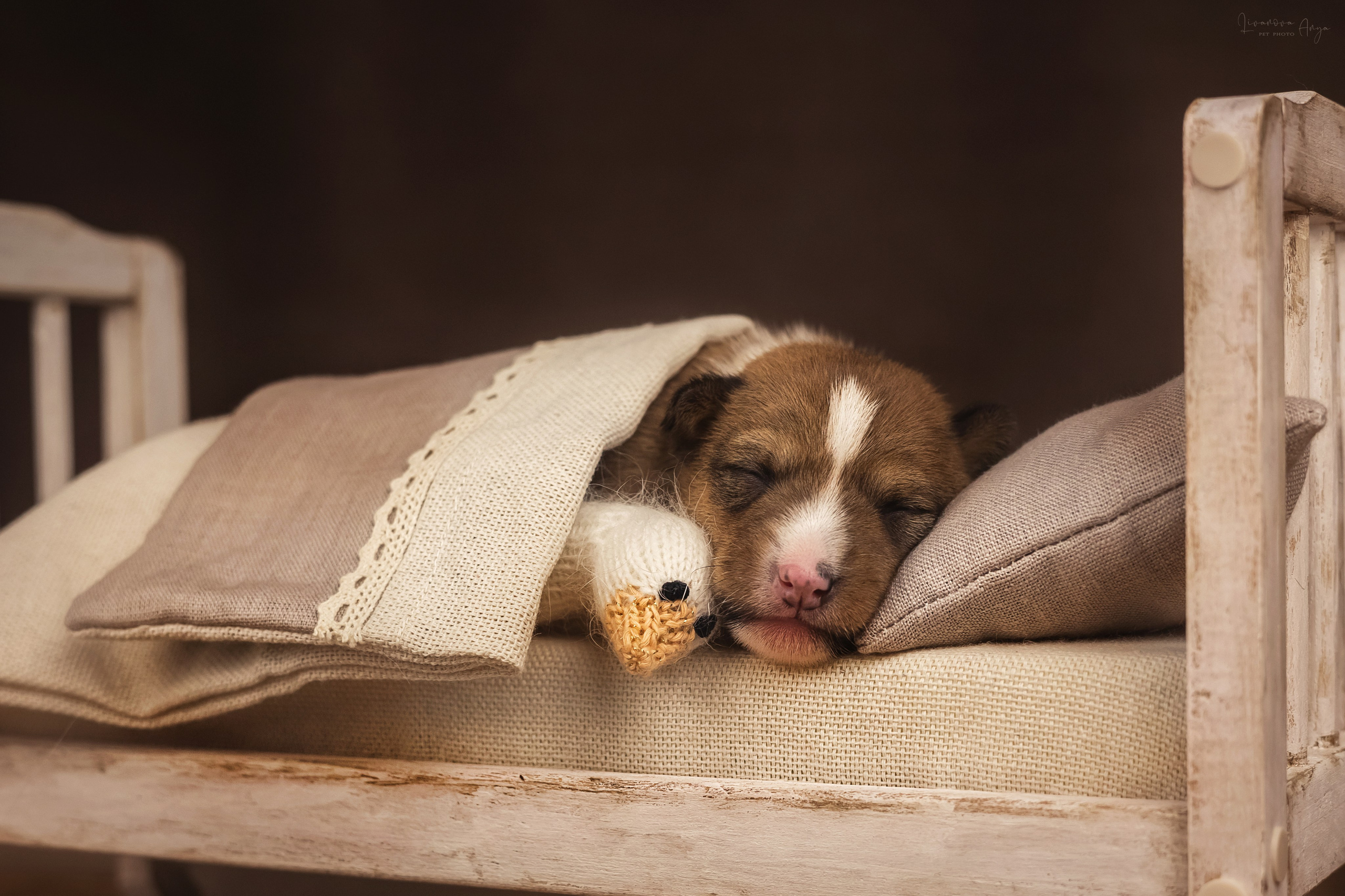 Басеньки. Фотограф анималист Аня Ливанова | Рыбинск