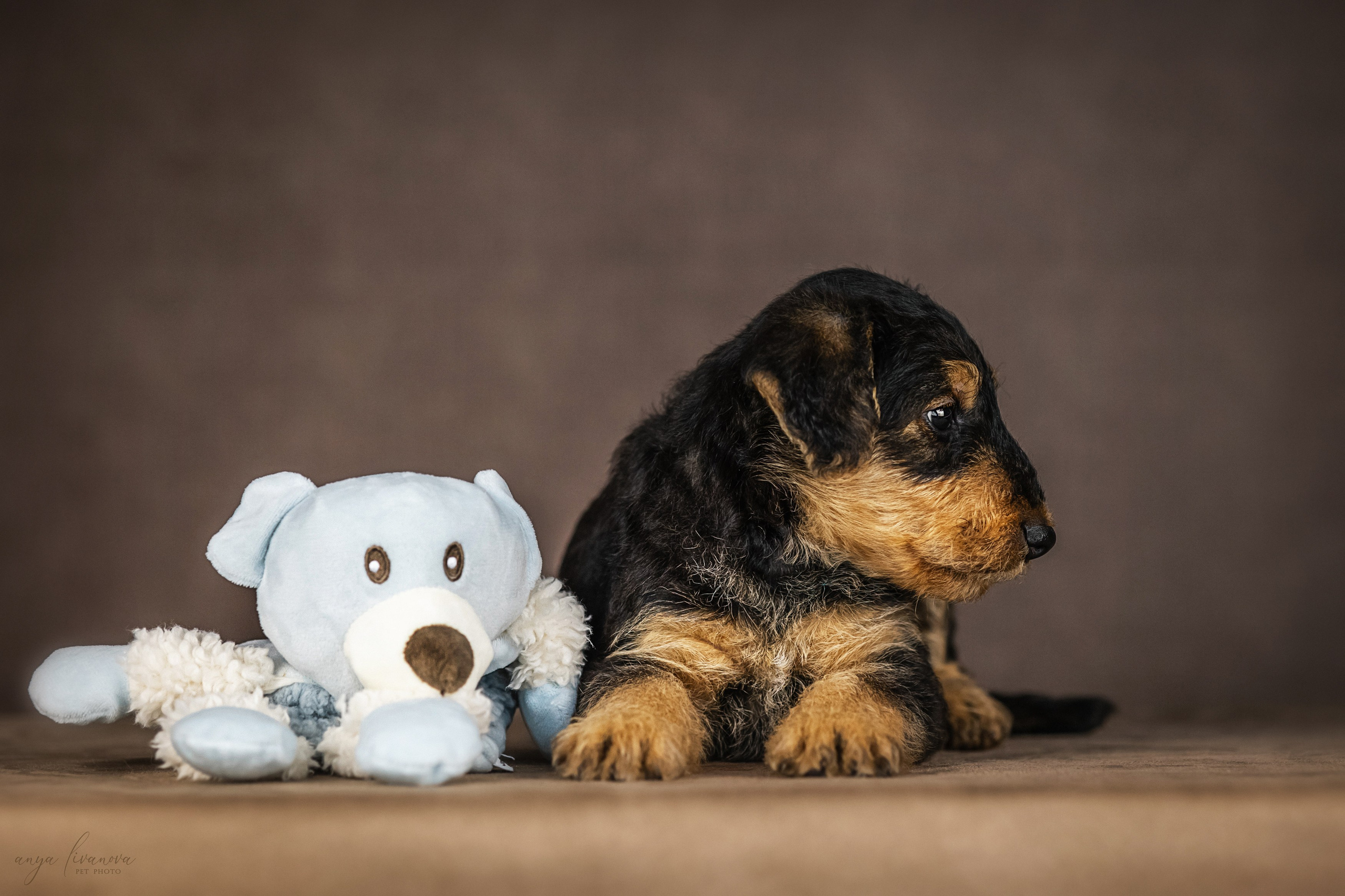 Эрдели. Фотограф анималист Аня Ливанова | Рыбинск