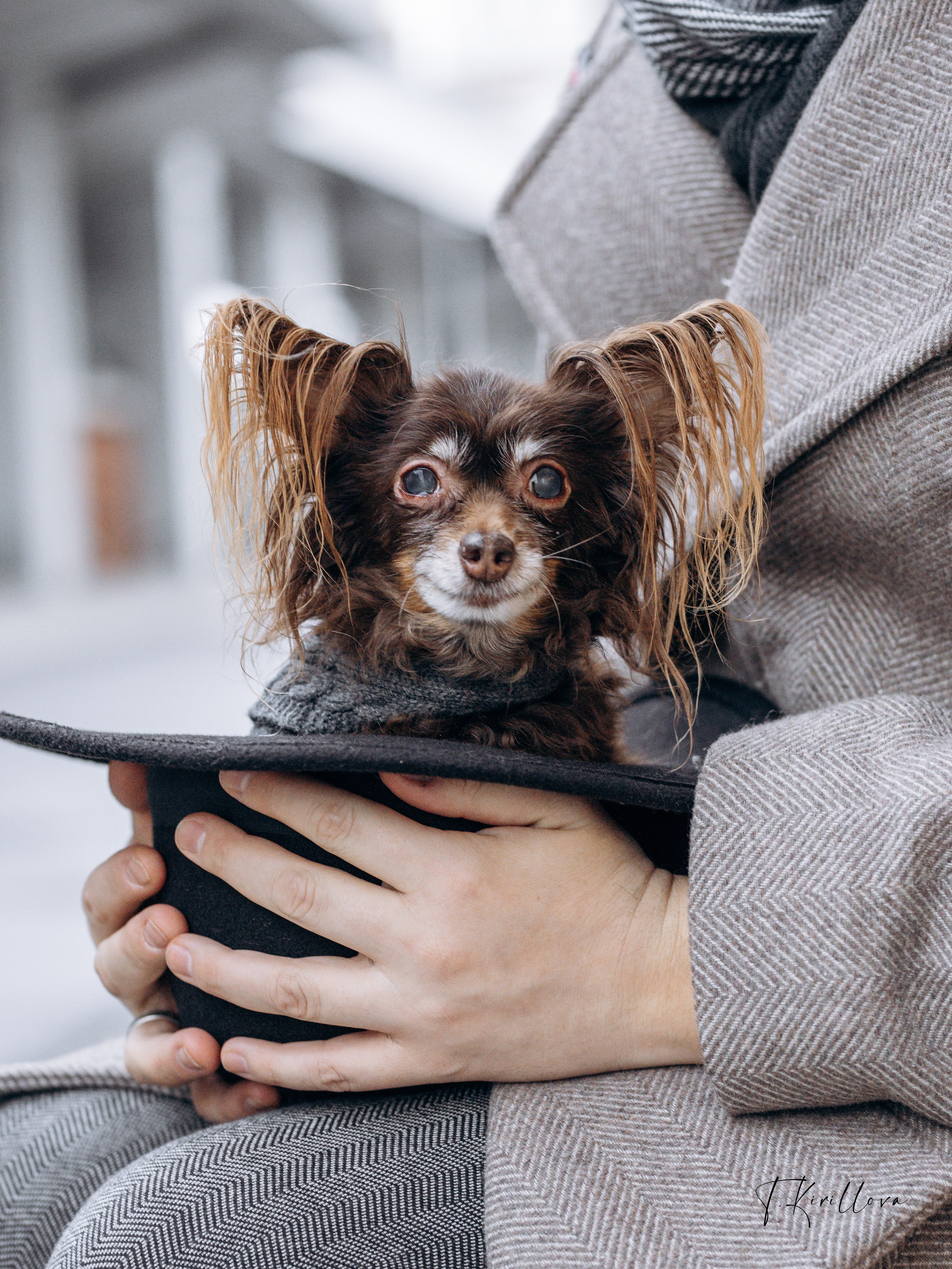 Зося и Антон. Фотограф-анималист в Москве Кириллова Татьяна