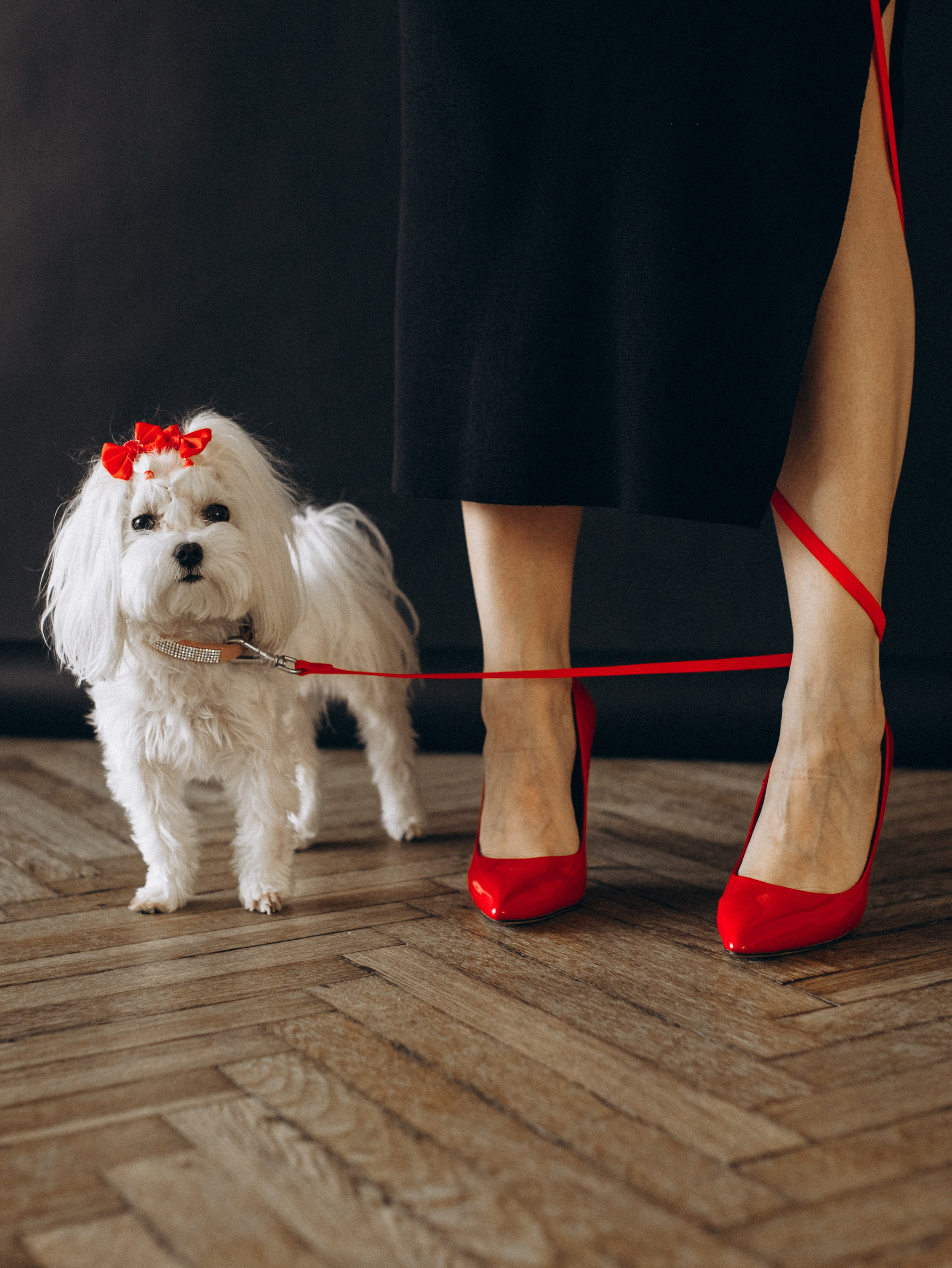 Фотограф-анималист в Москве Кириллова Татьяна