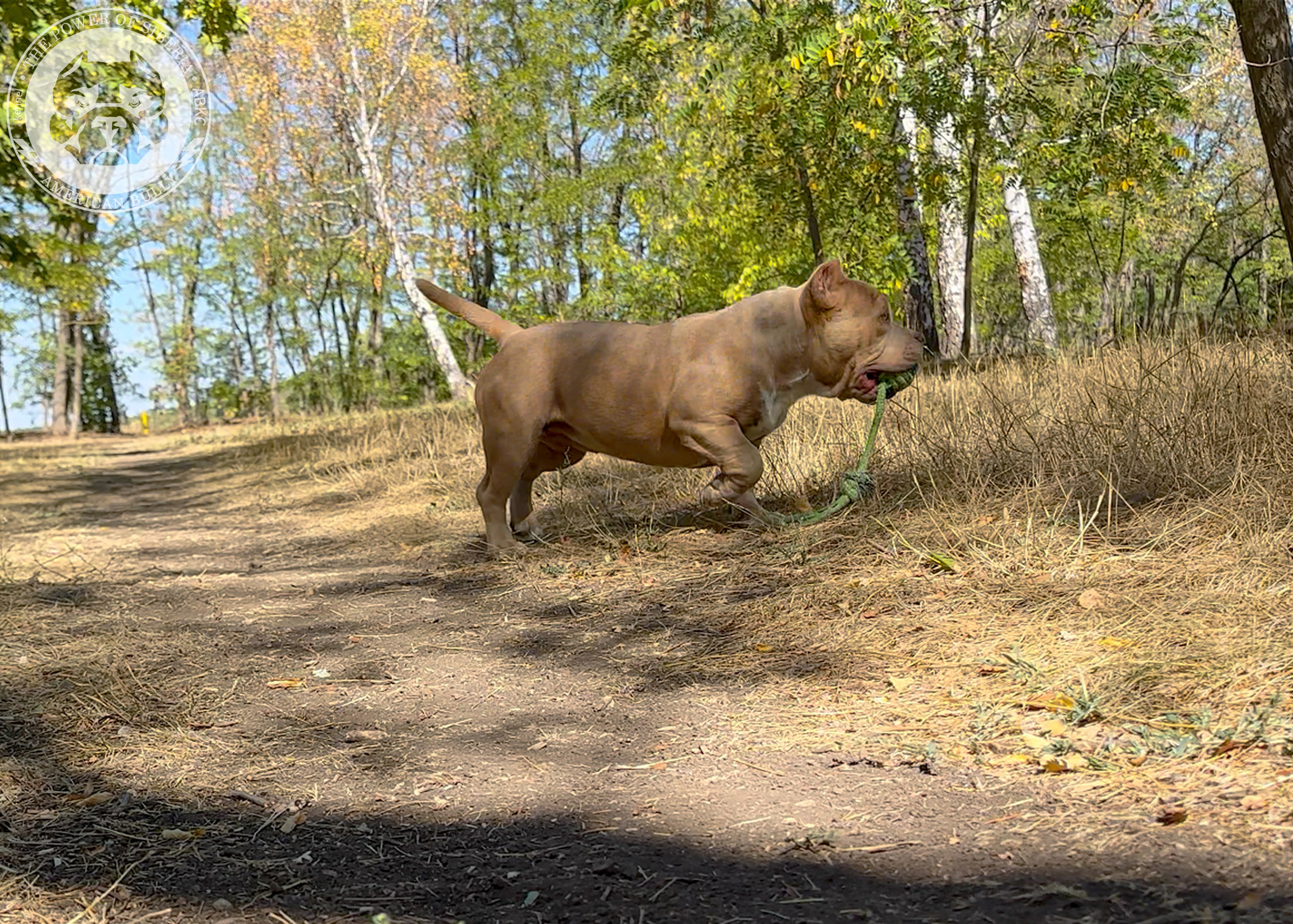 Помет Каспер и Тагира. 21.04.25. Американский Булли в г. Ростов-на-Дону. Питомник THE POWER OF SIBERIA