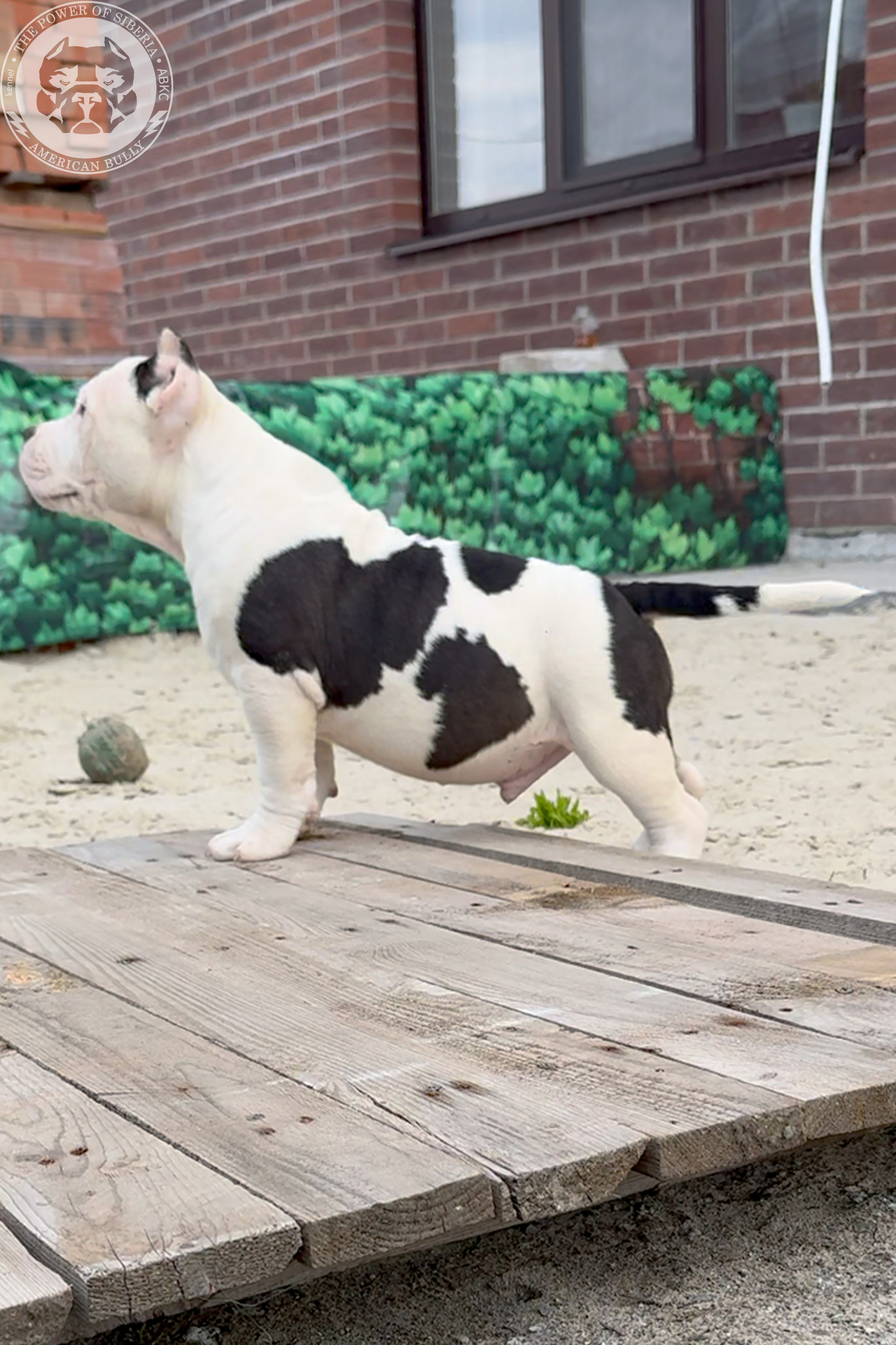 Свободные щенки Американский Булли, в типах покет, классик, стандарт. Американский Булли в г. Ростов-на-Дону. Питомник THE POWER OF SIBERIA