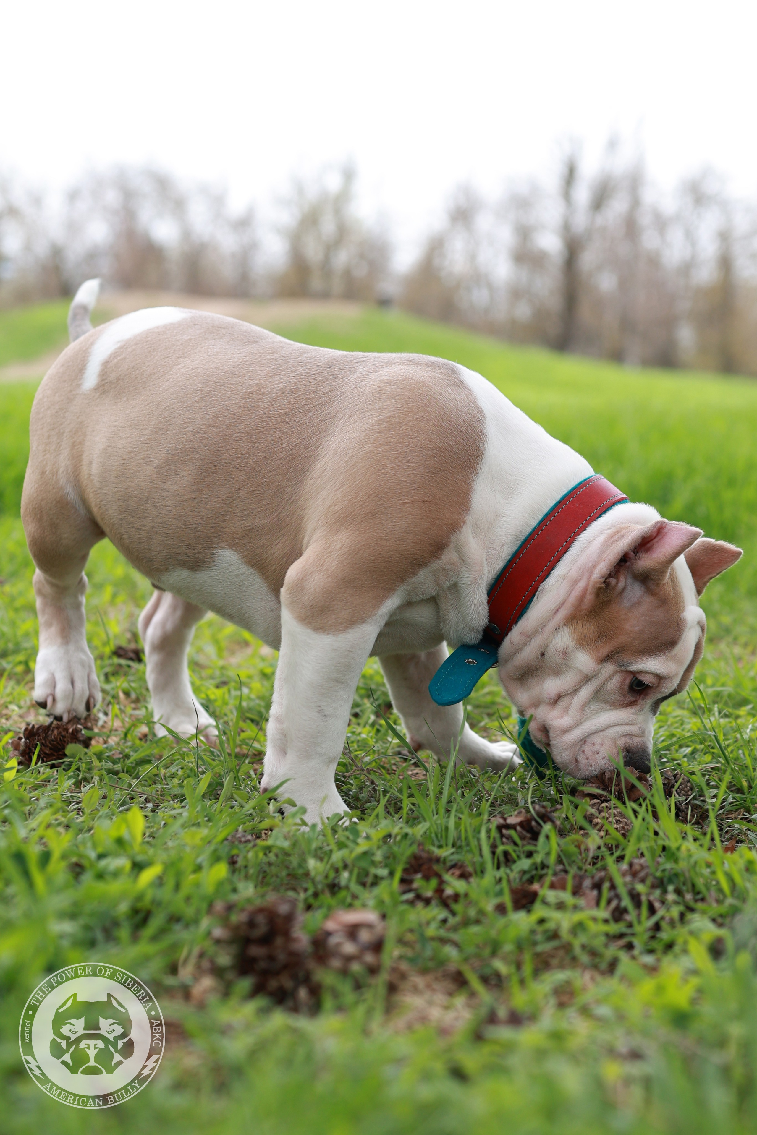 Свободные щенки Американский Булли, в типах покет, классик, стандарт. Американский Булли в г. Ростов-на-Дону. Питомник THE POWER OF SIBERIA