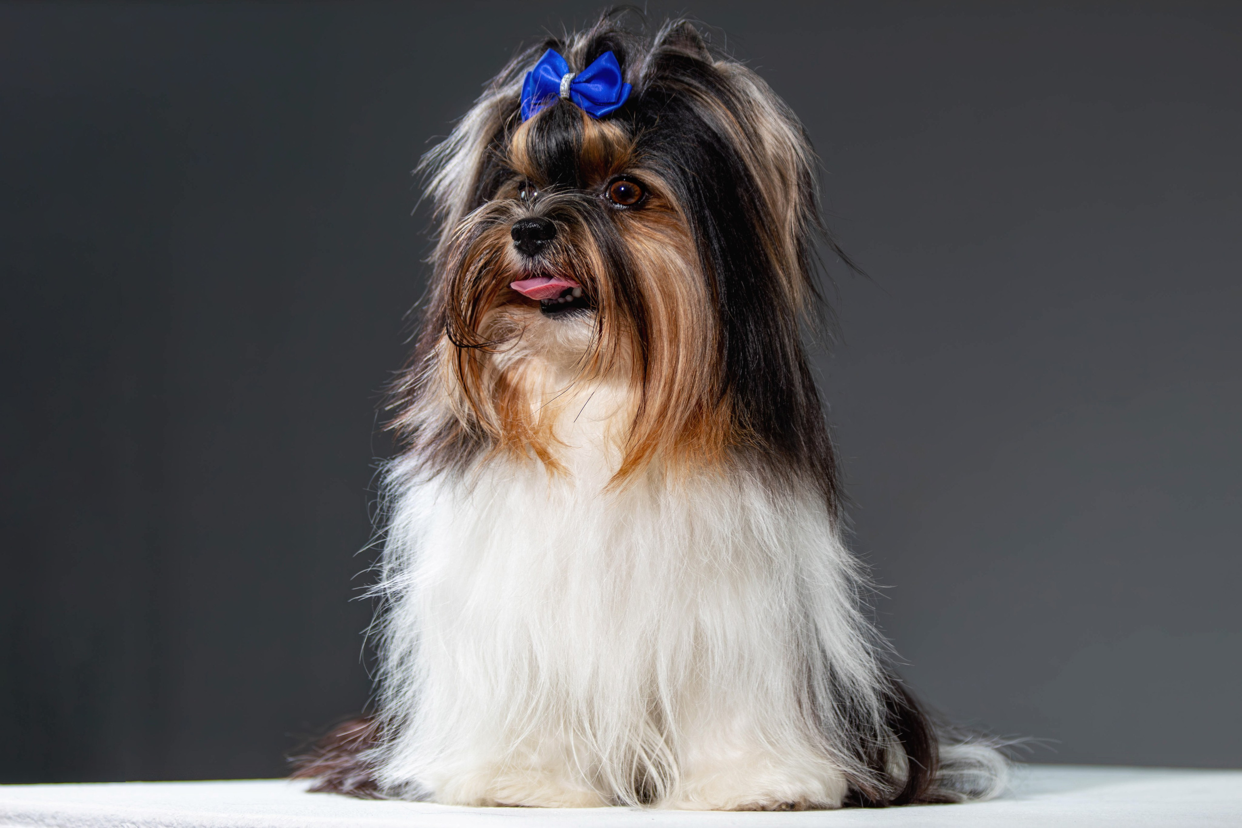 Фотосессия с животными. Фотограф анималист — Тула, Москва