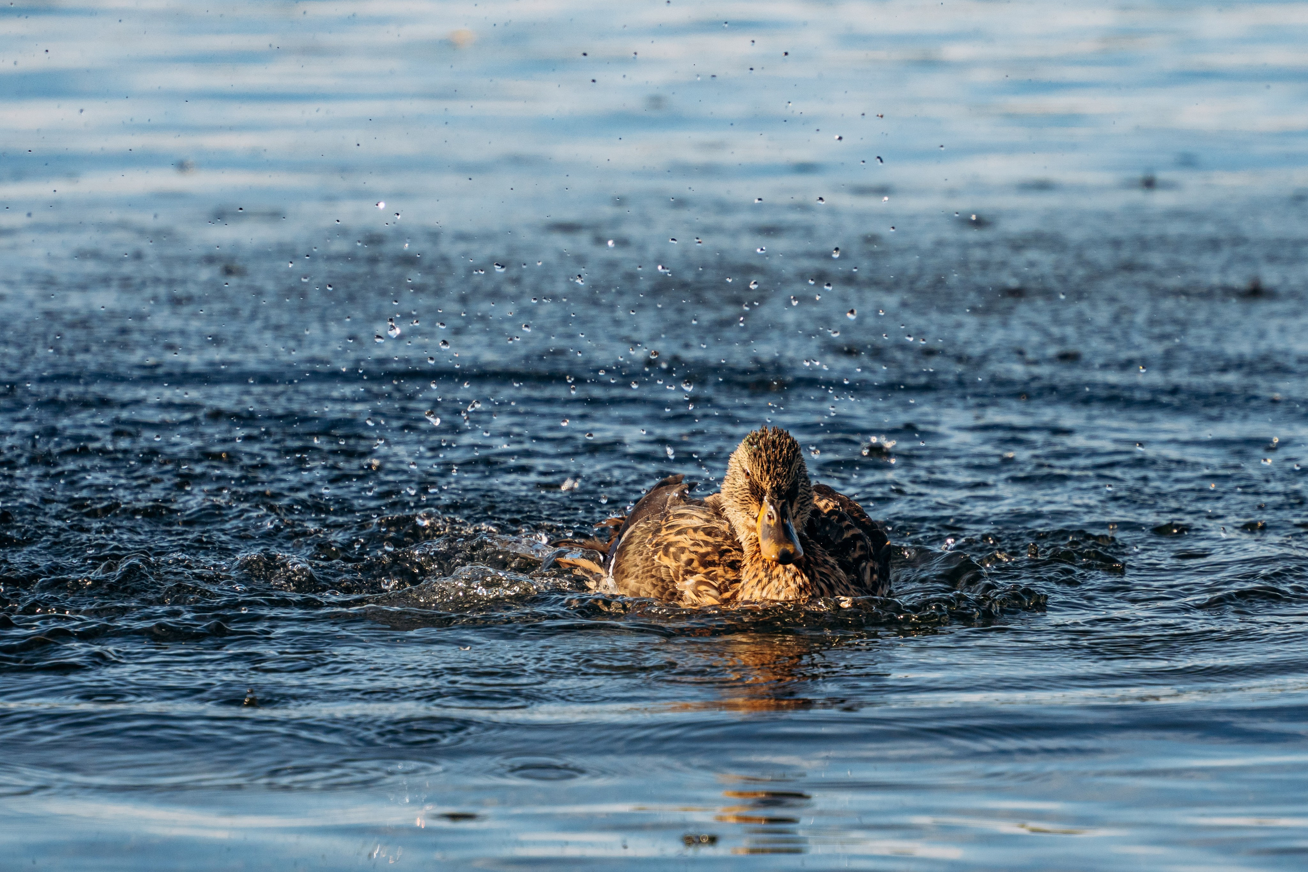 СЕВЕР. Event фотограф Степанова Александра