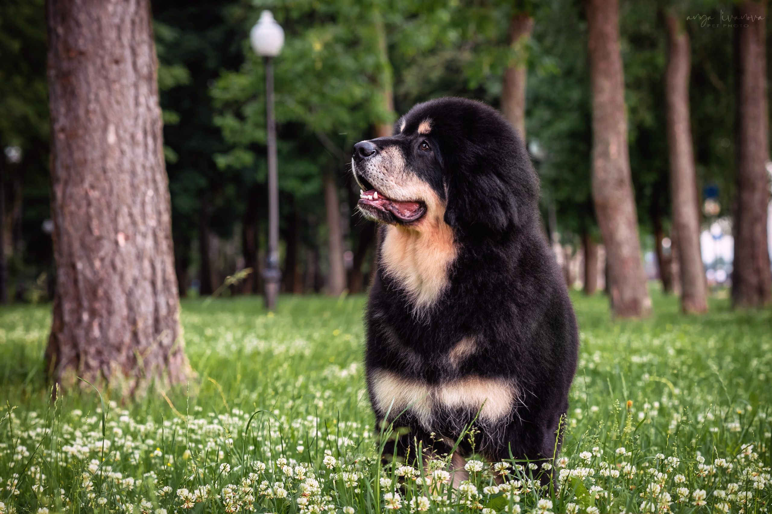 Лео. Фотограф анималист Аня Ливанова | Рыбинск